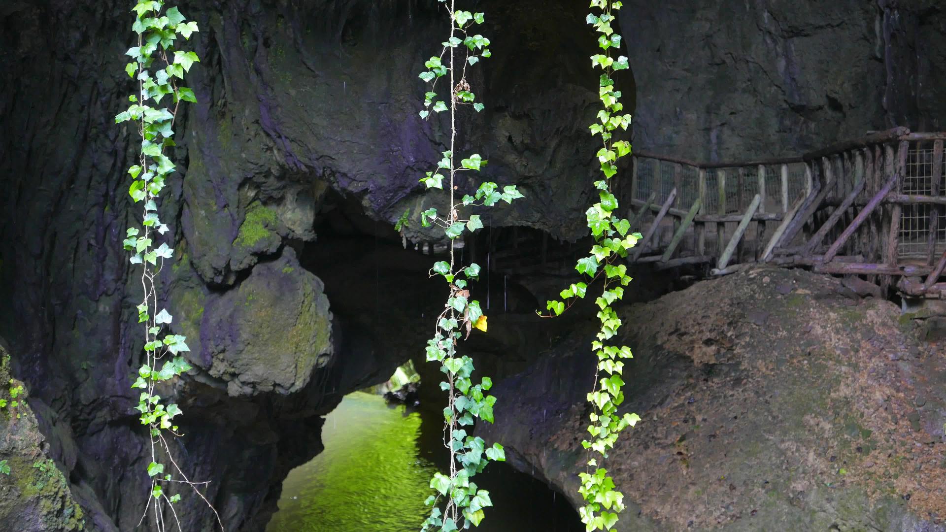藤树挂在魔法洞穴里视频的预览图