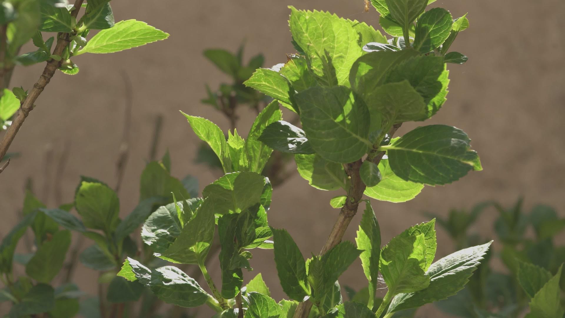 Hydrangea叶子细节视频的预览图