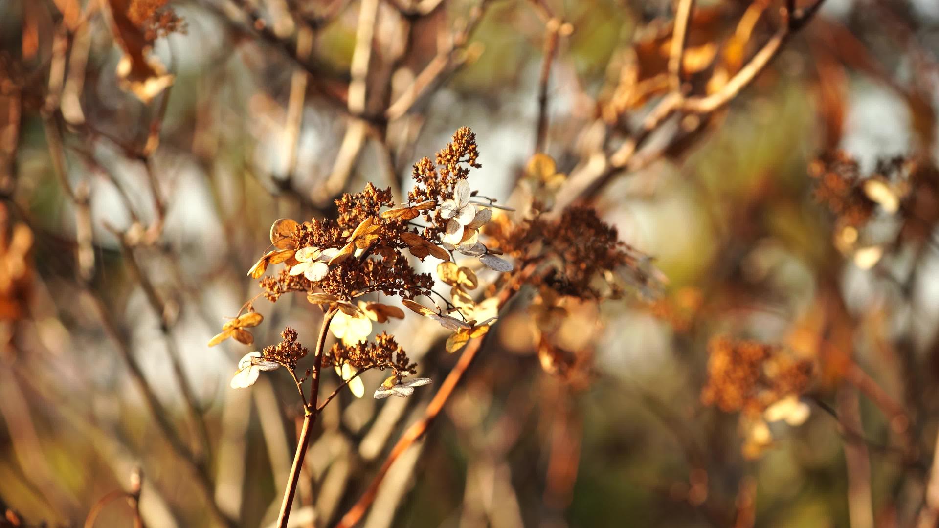 秋天的干枝和花的自然背景视频的预览图