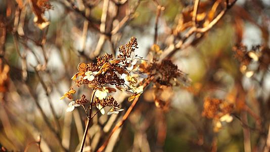 秋天的干枝和花的自然背景视频的预览图