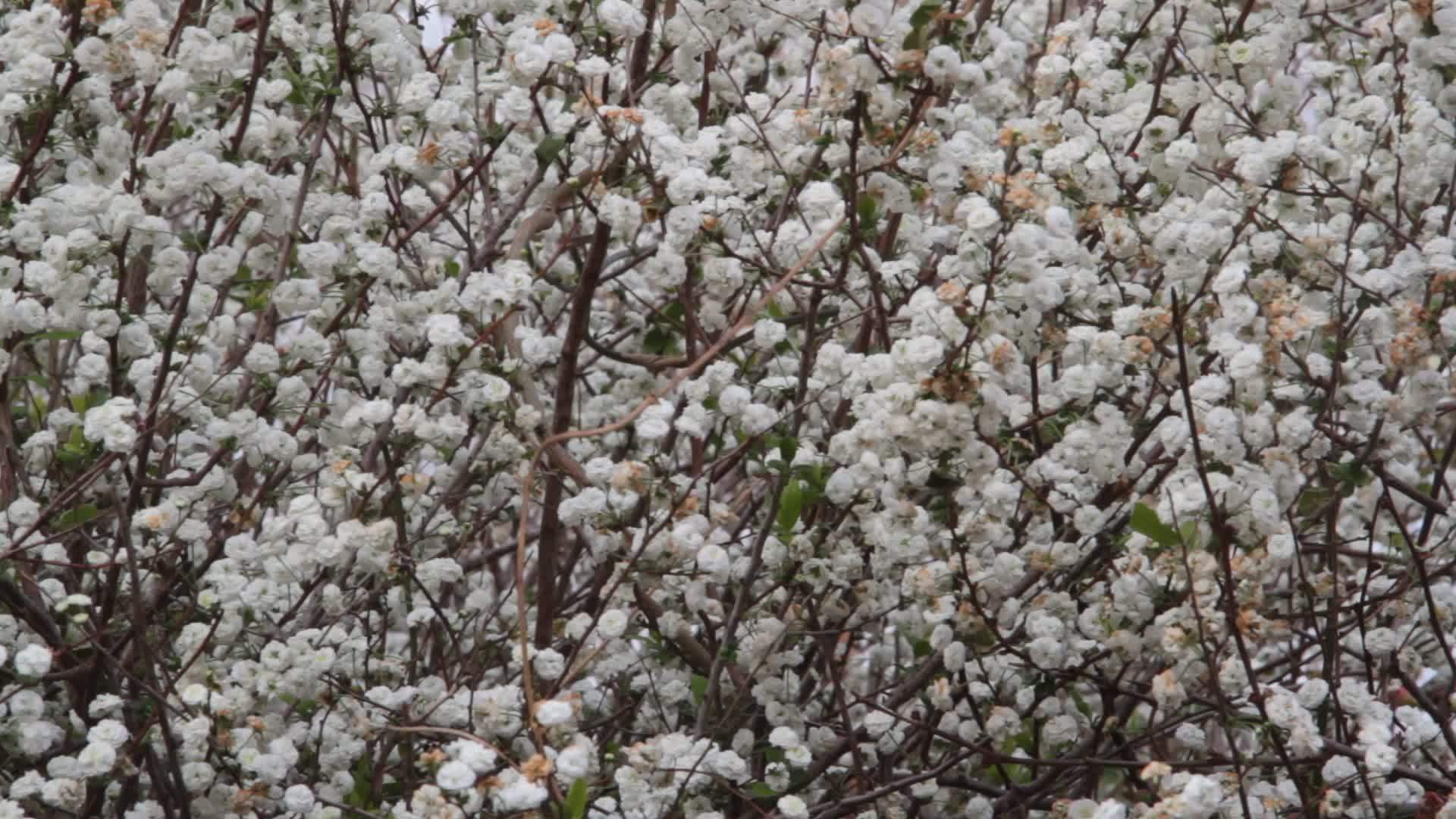 春天白花的浪漫背景在风中摇曳视频的预览图