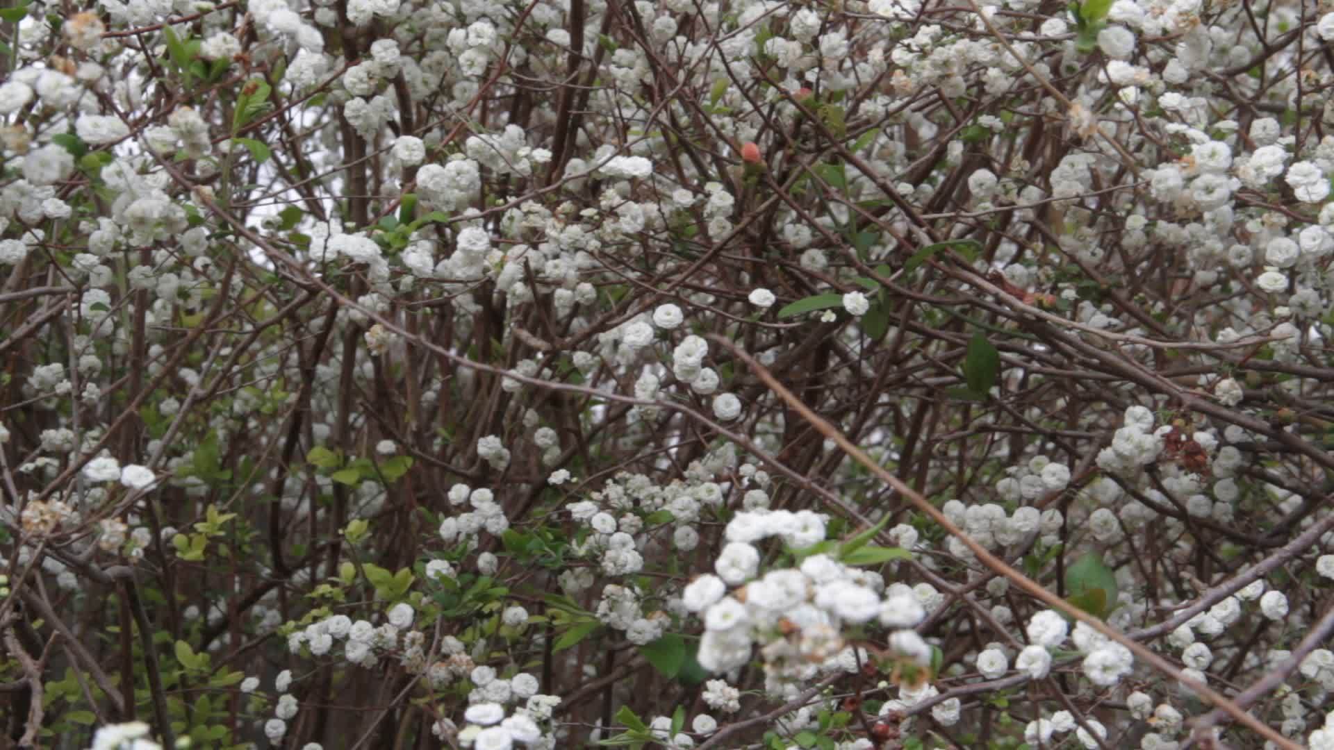 春天白花的浪漫背景在风中摇曳视频的预览图