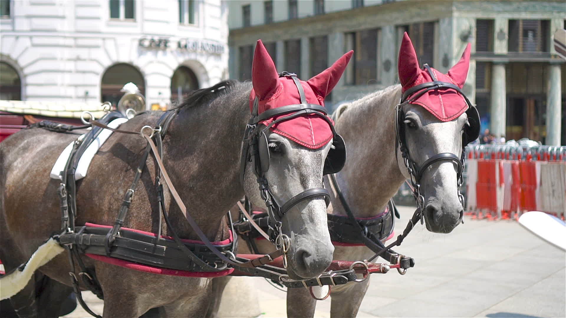 奥斯特里亚传统马车费视频的预览图