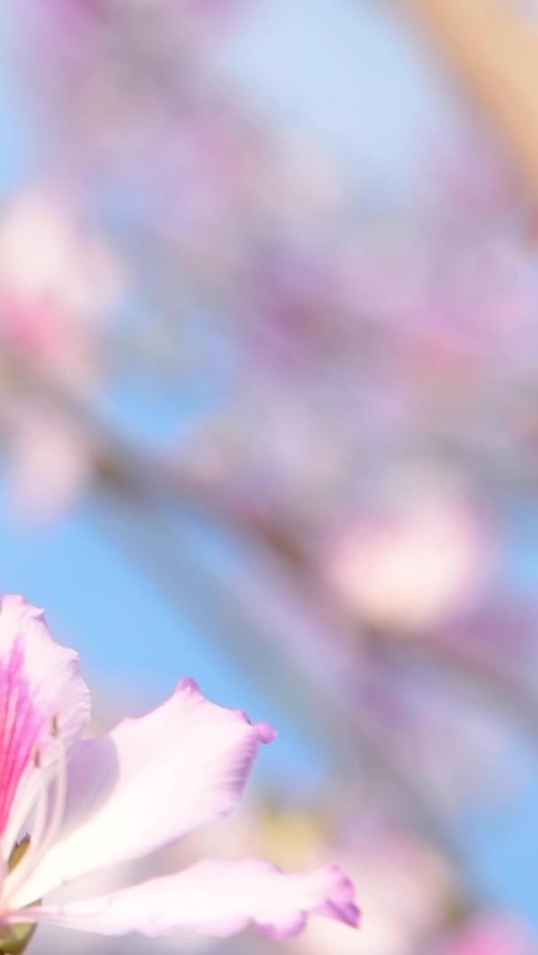 紫荆花视频的预览图