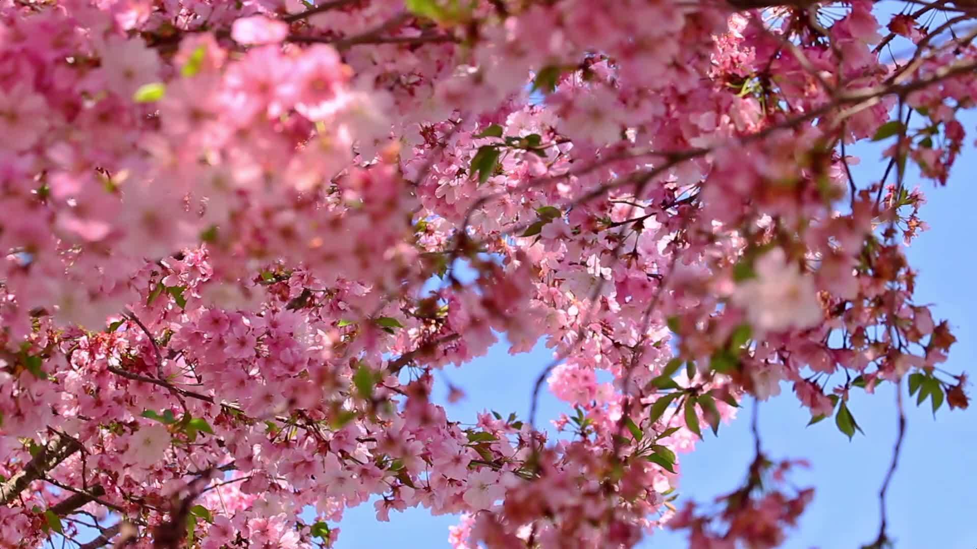 樱花的枝叶视频的预览图