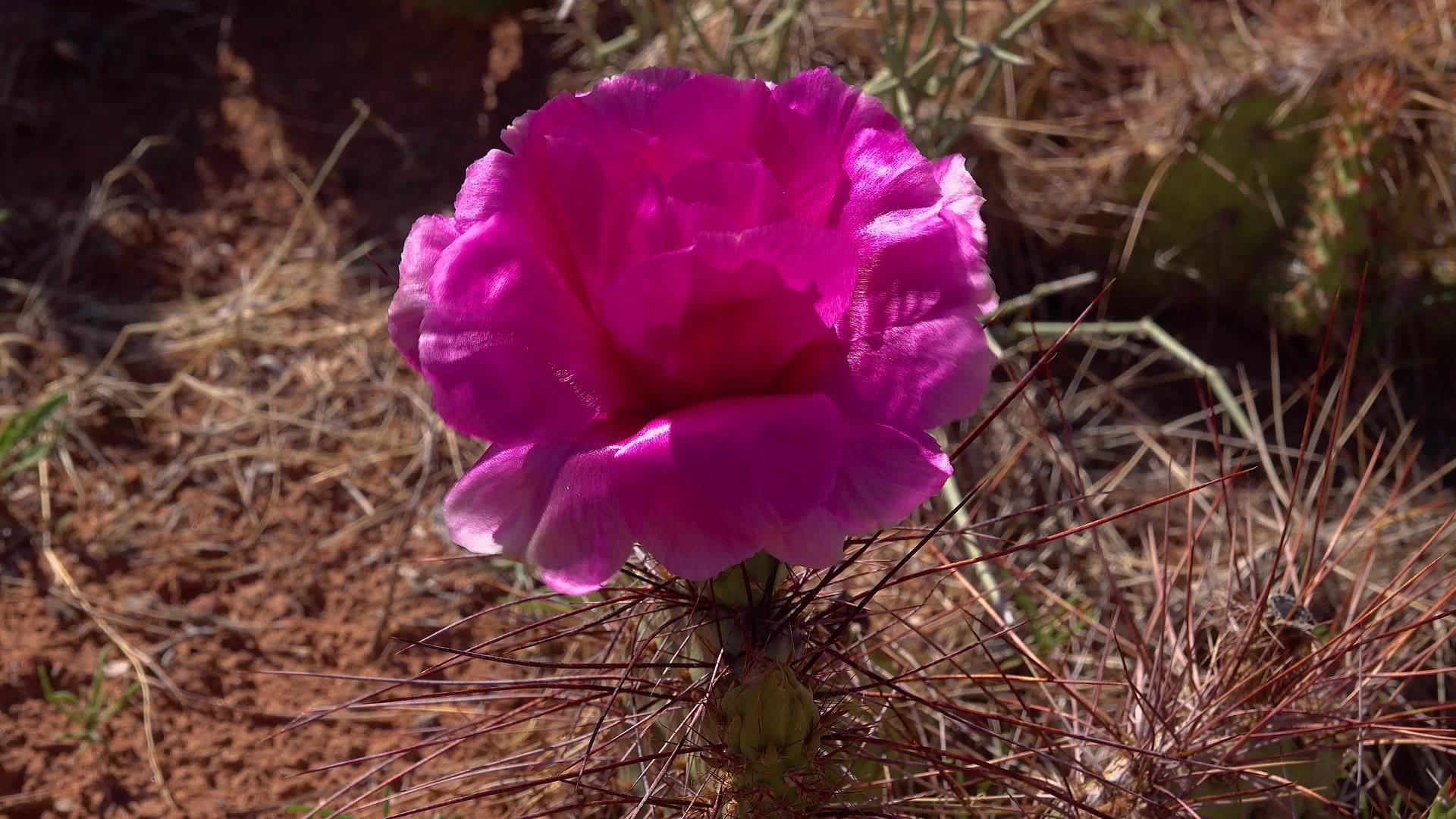 花生仙人掌植物Polyacantha的粉红色视频的预览图
