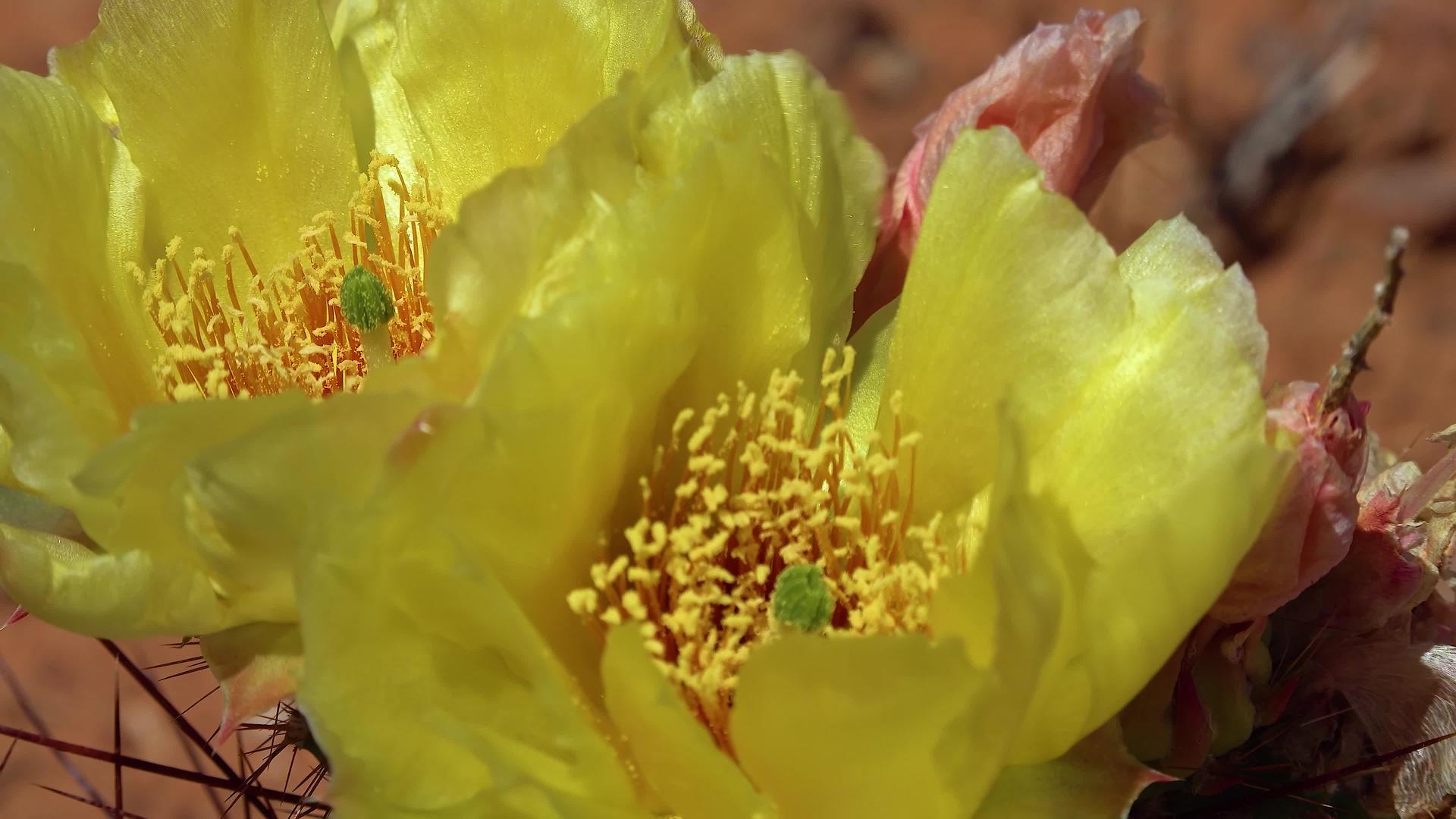花生仙人掌植物polyacantha的黄色花朵视频的预览图