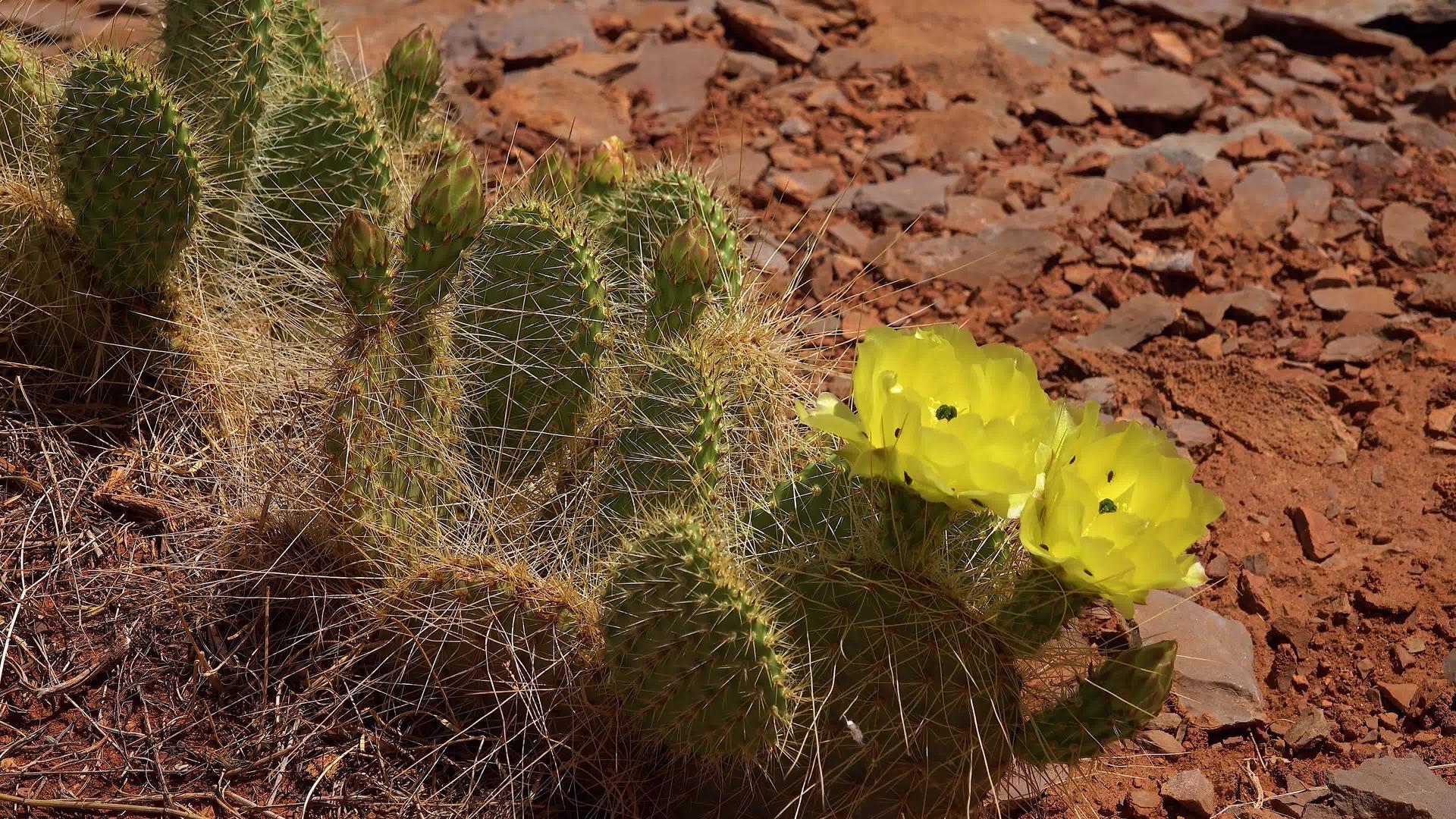 花生仙人掌植物polyacantha的黄色花朵视频的预览图