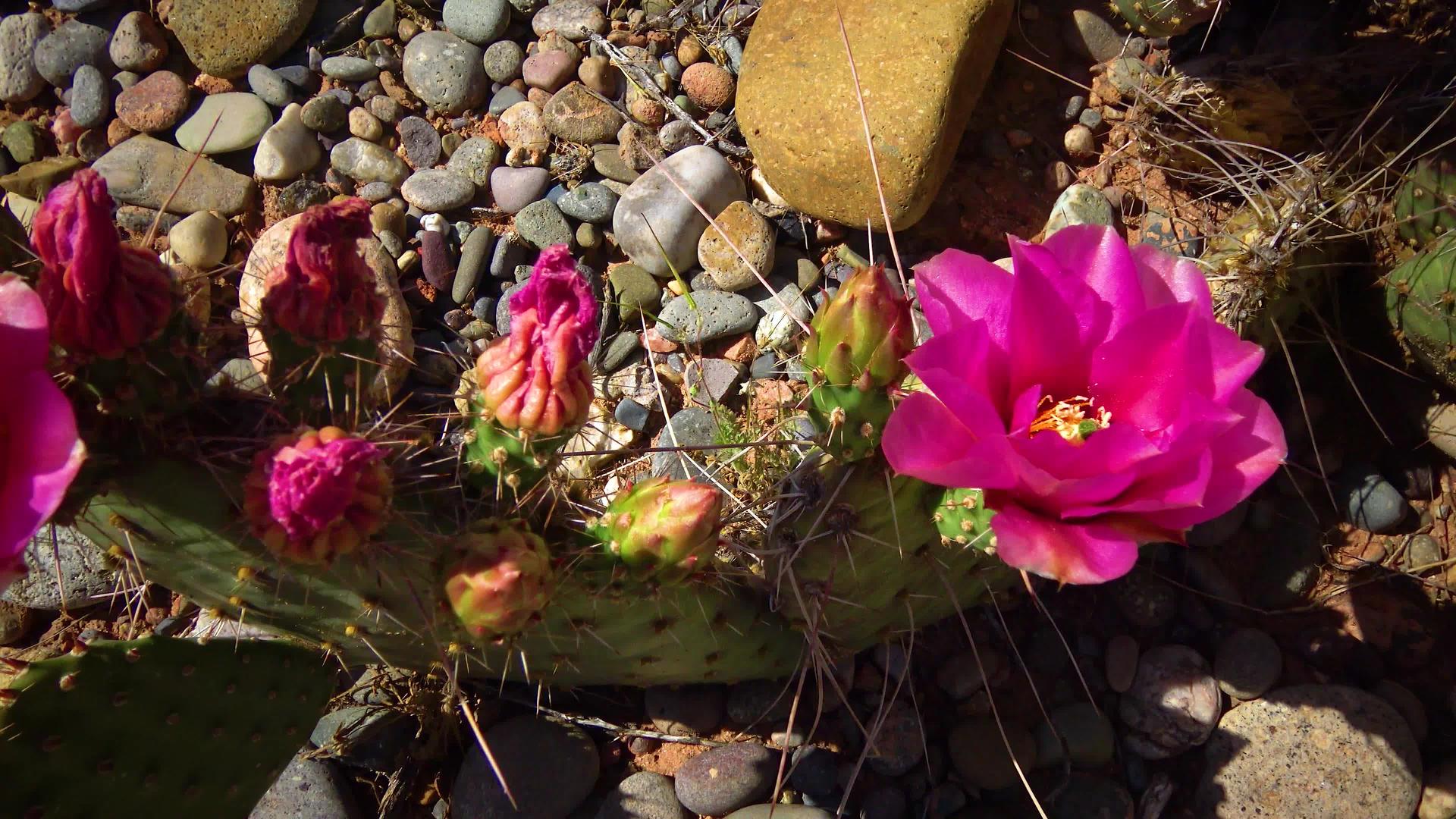 花生仙人掌植物Polyacantha的粉红色视频的预览图