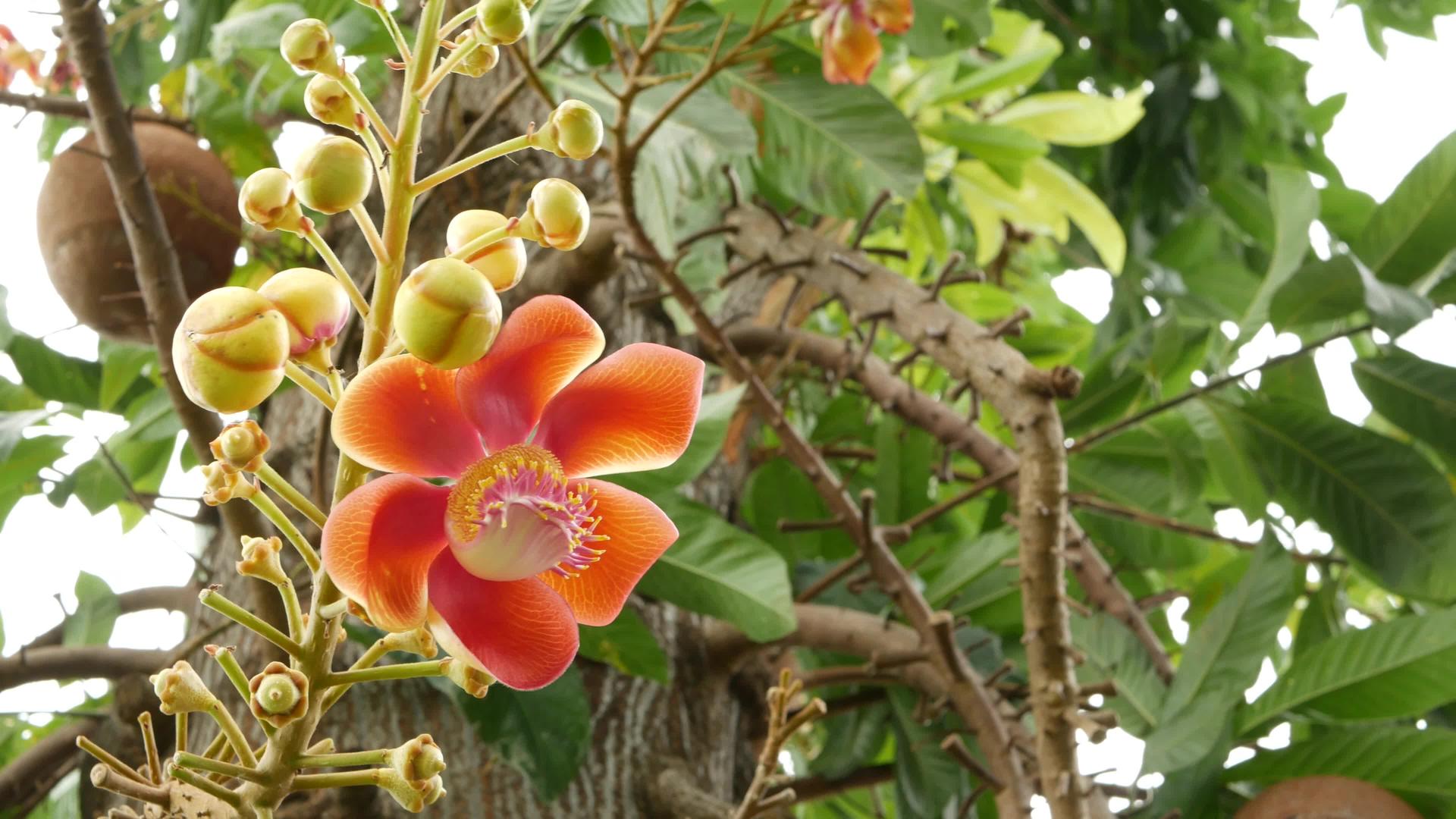 异国情调的花朵和危险的大绿色热带树炮弹视频的预览图