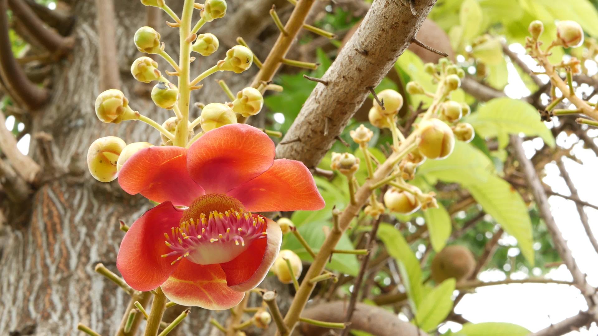 异国情调的花朵和危险的大绿色热带树炮弹视频的预览图