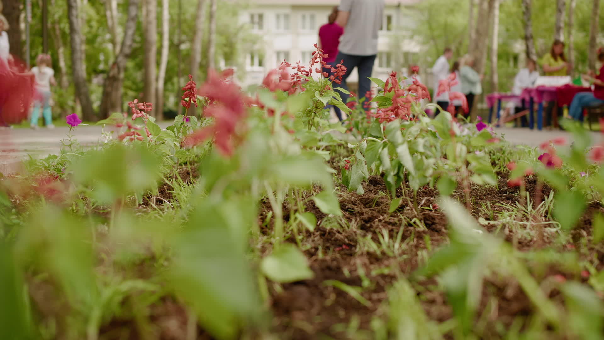 春天公园的绿色草坪上有红色的花朵视频的预览图