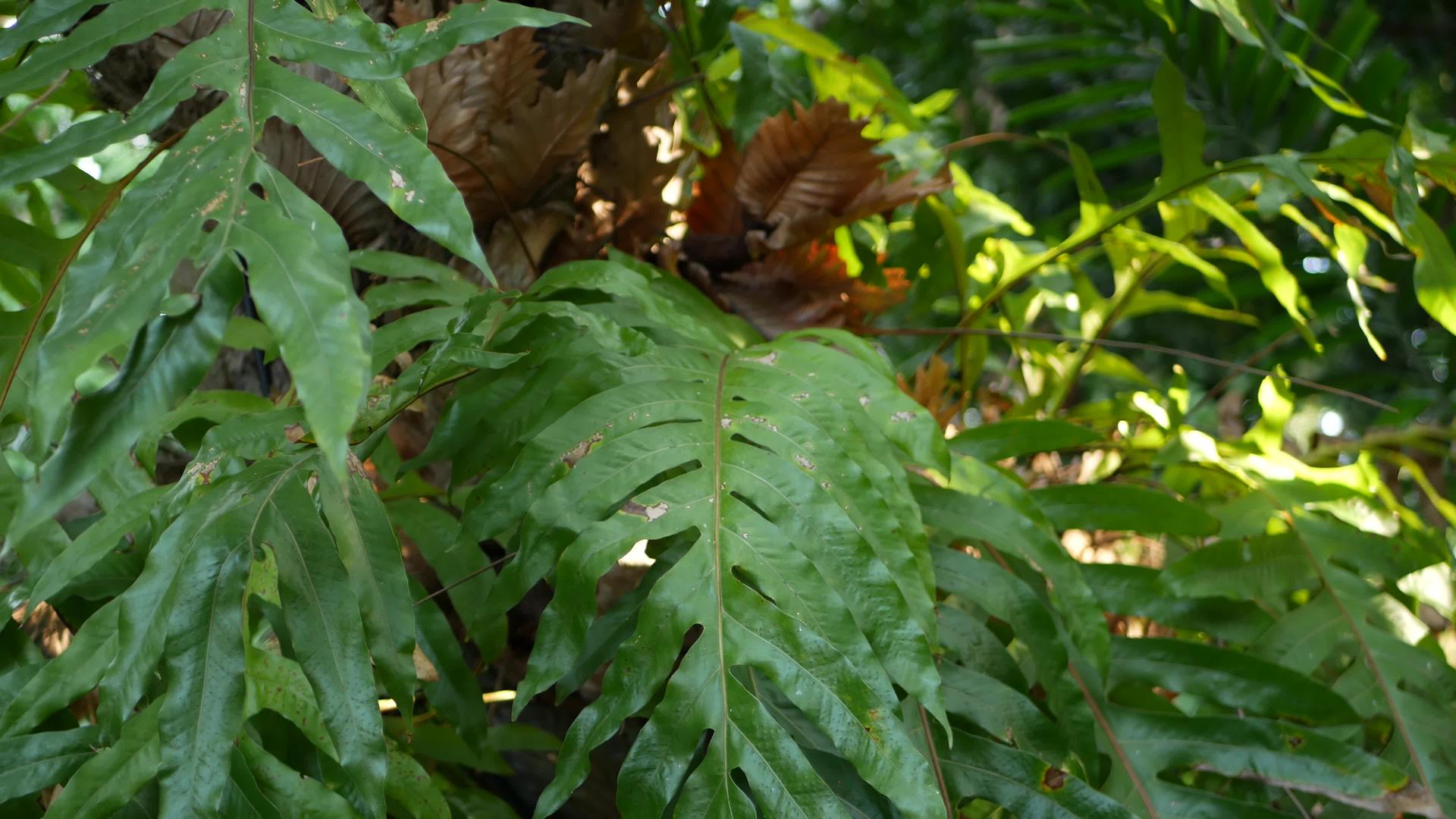 异国情调的热带植物选择性聚焦于丛林中明亮多汁的自然有机背景视频的预览图