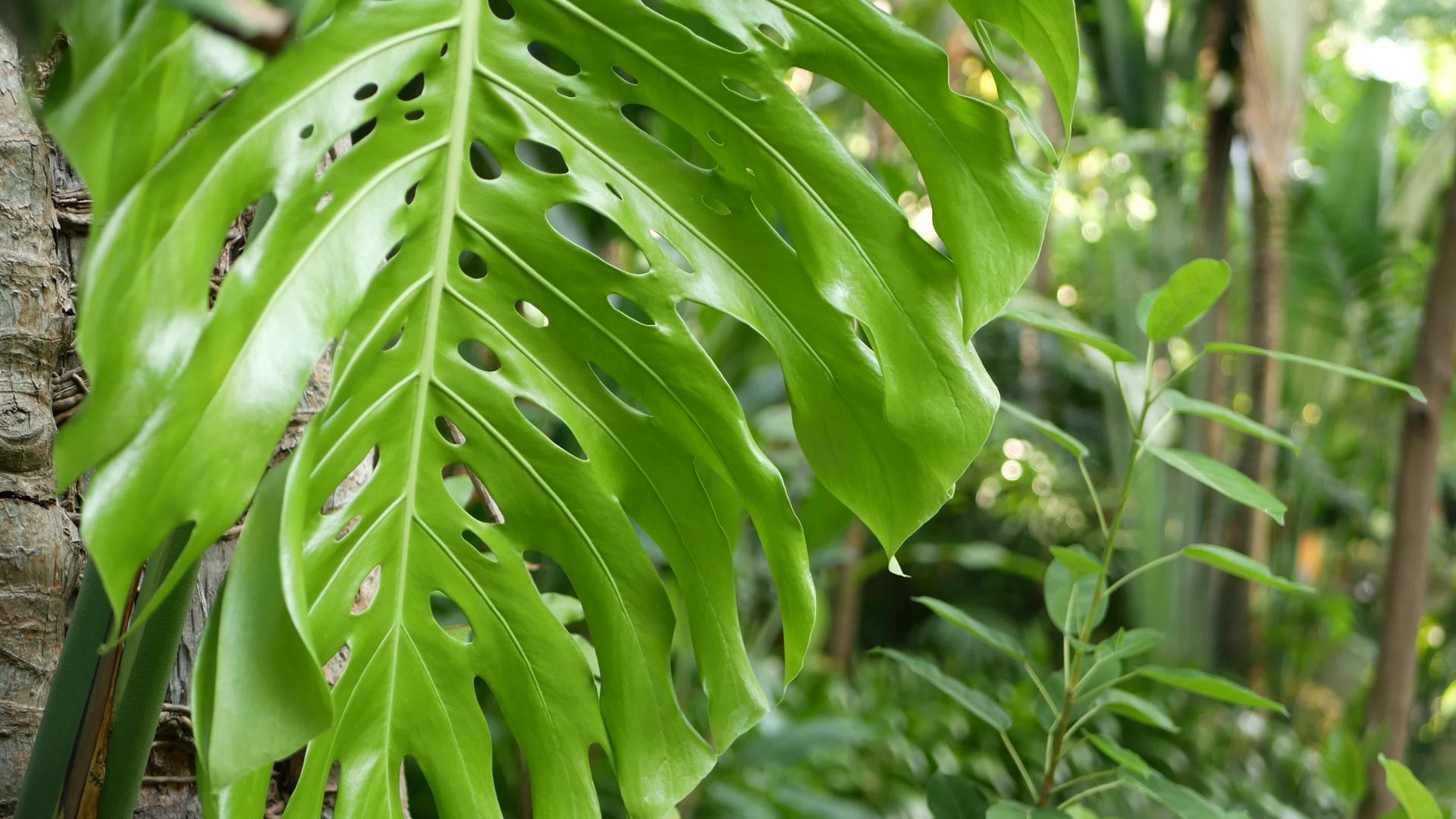 异国情调的热带植物选择性聚焦于丛林中明亮多汁的自然有机背景视频的预览图