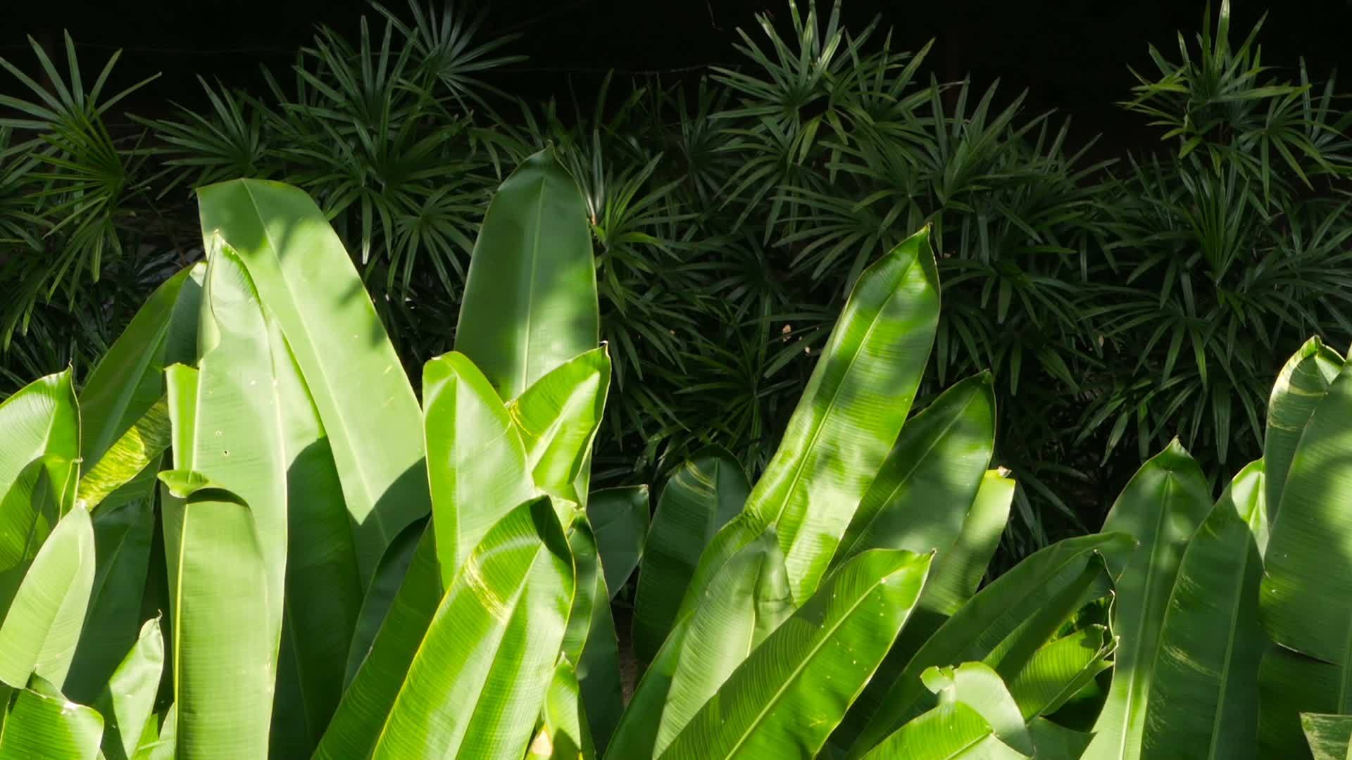 丛林赤道气候中的热带绿树视频的预览图