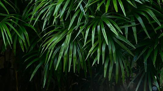 丛林赤道气候中的热带绿树视频的预览图