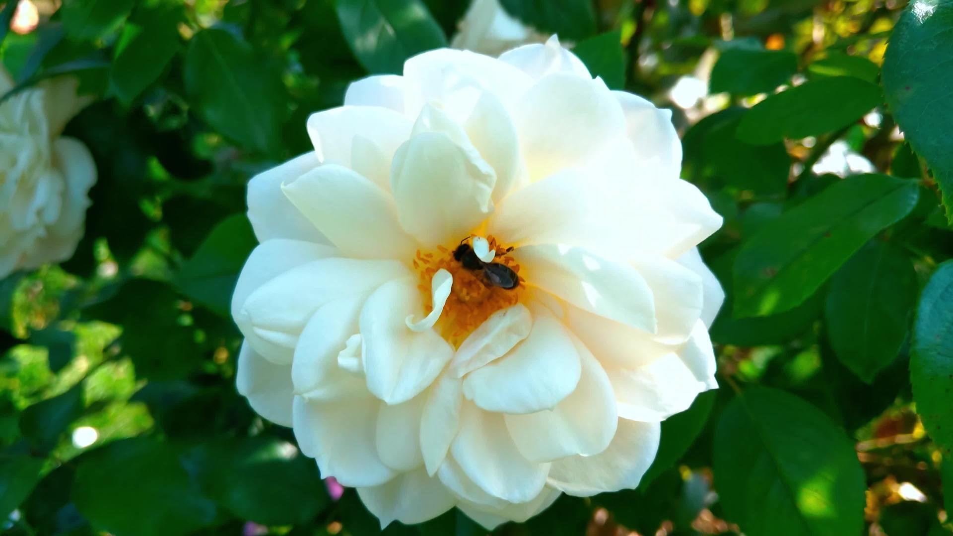 一只蜜蜂从上面坐在白玫瑰芽上视频的预览图