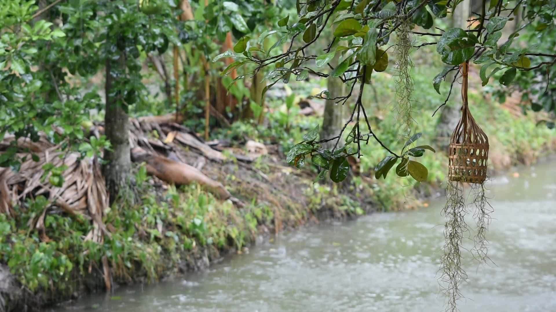 雨落在树叶和葡萄树上竹篮挂在模糊的树木和水面上视频的预览图