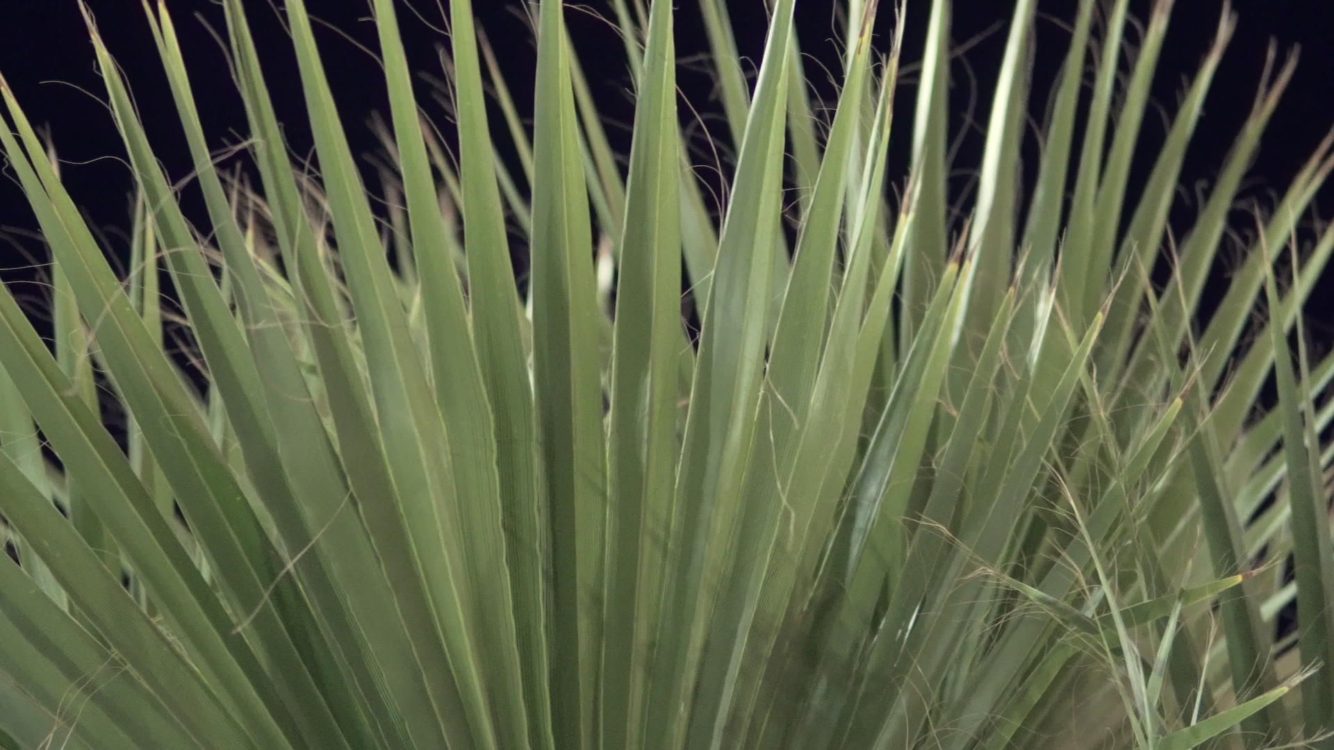 抽象的棕榈叶纹理自然的绿色背景视频的预览图