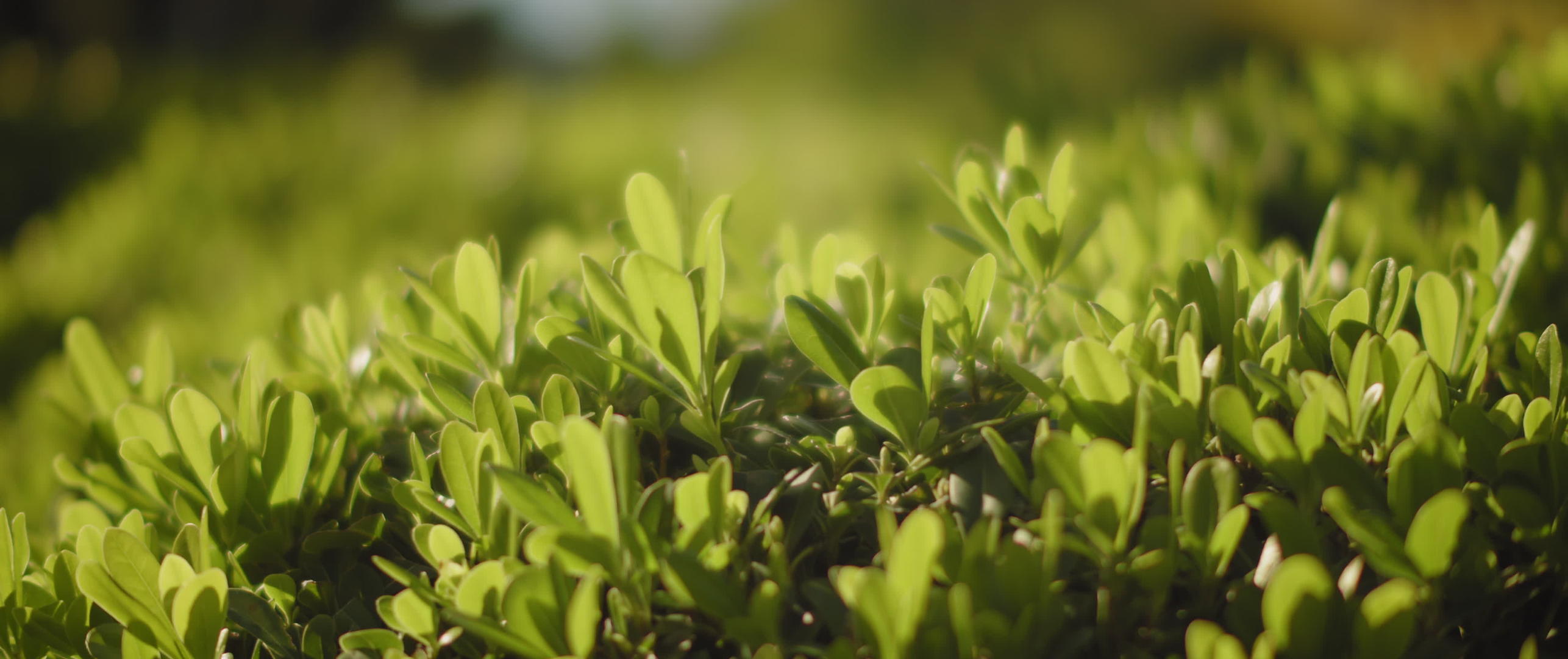 植物上有小绿叶视频的预览图