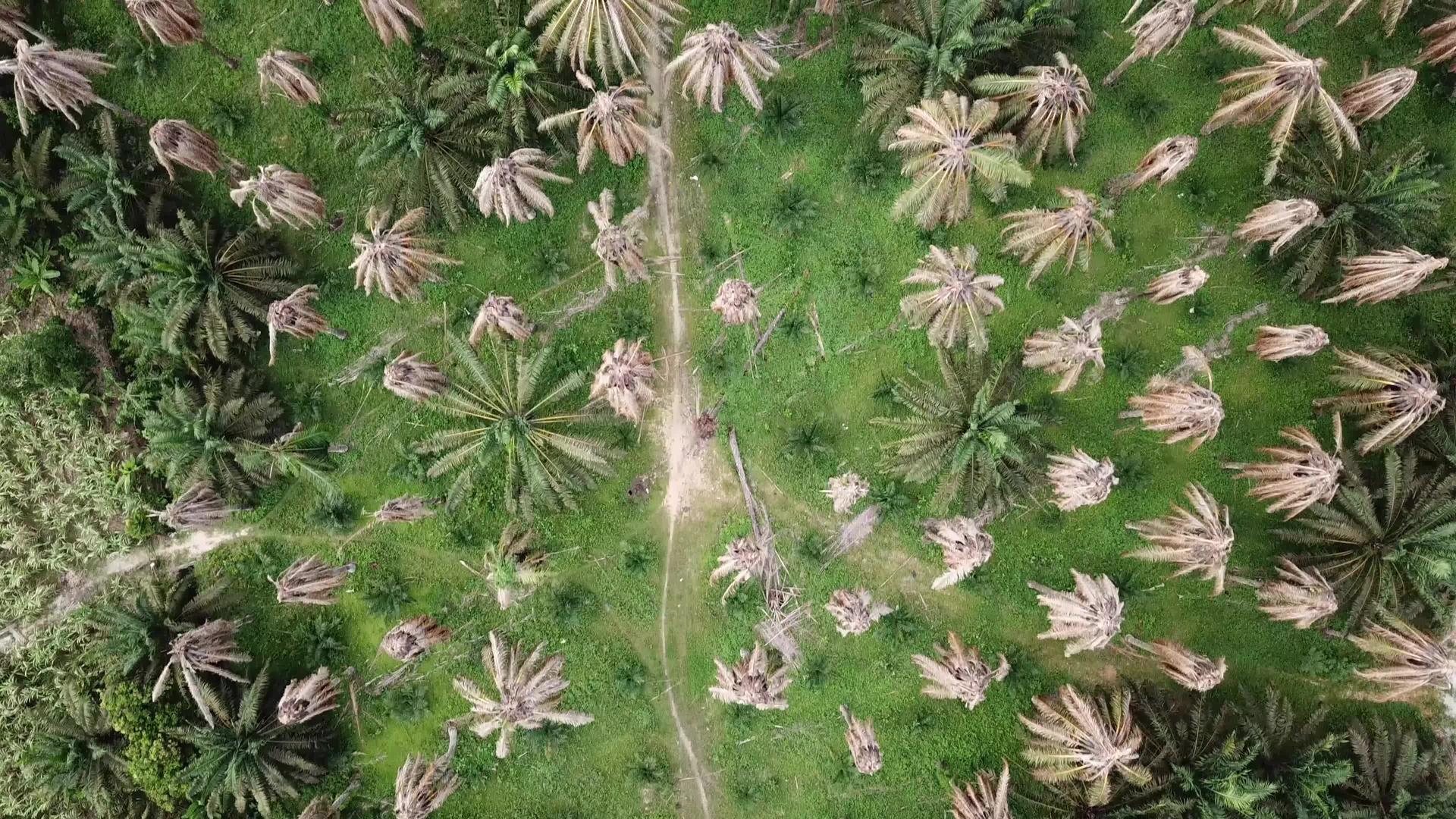 Malaysias村庄附近的干油棕榈树视频的预览图