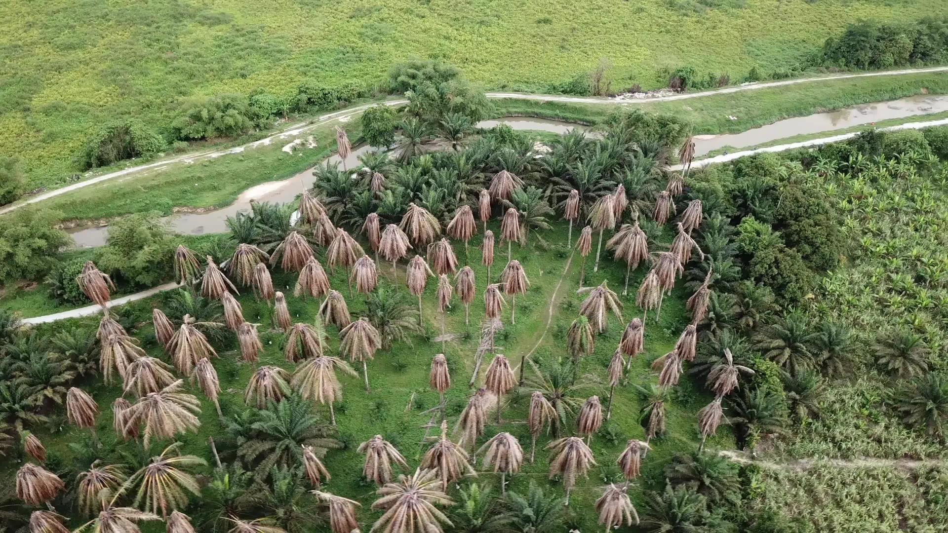 Malaysia干油棕榈树视频的预览图