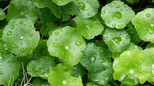 绿叶和绿色背景的雨水滴在新鲜的背景下视频的预览图