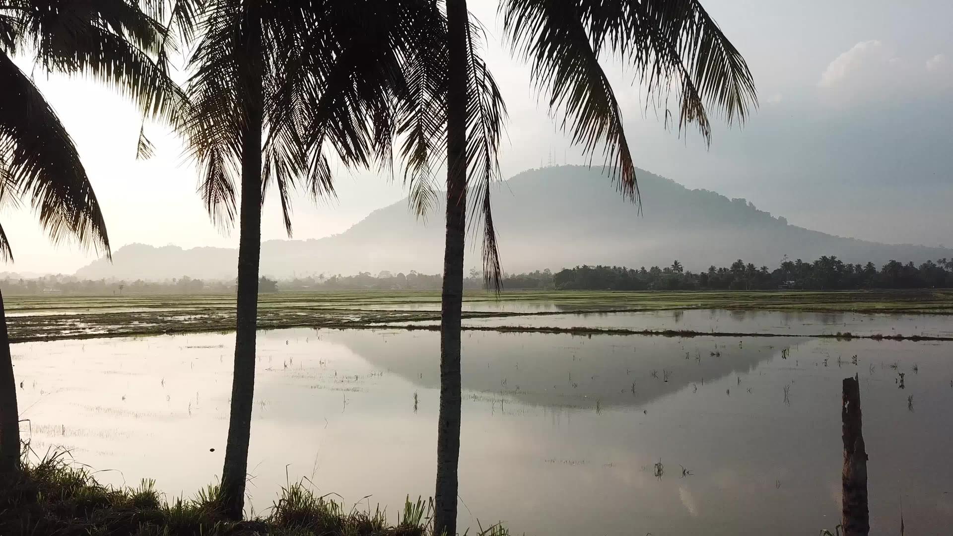 椰子树的空中滑动视图BukitMertajam山视频的预览图