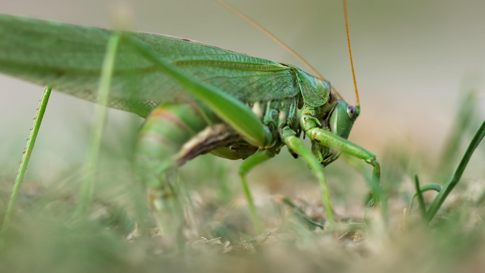 雌性大绿蝗虫产卵视频的预览图