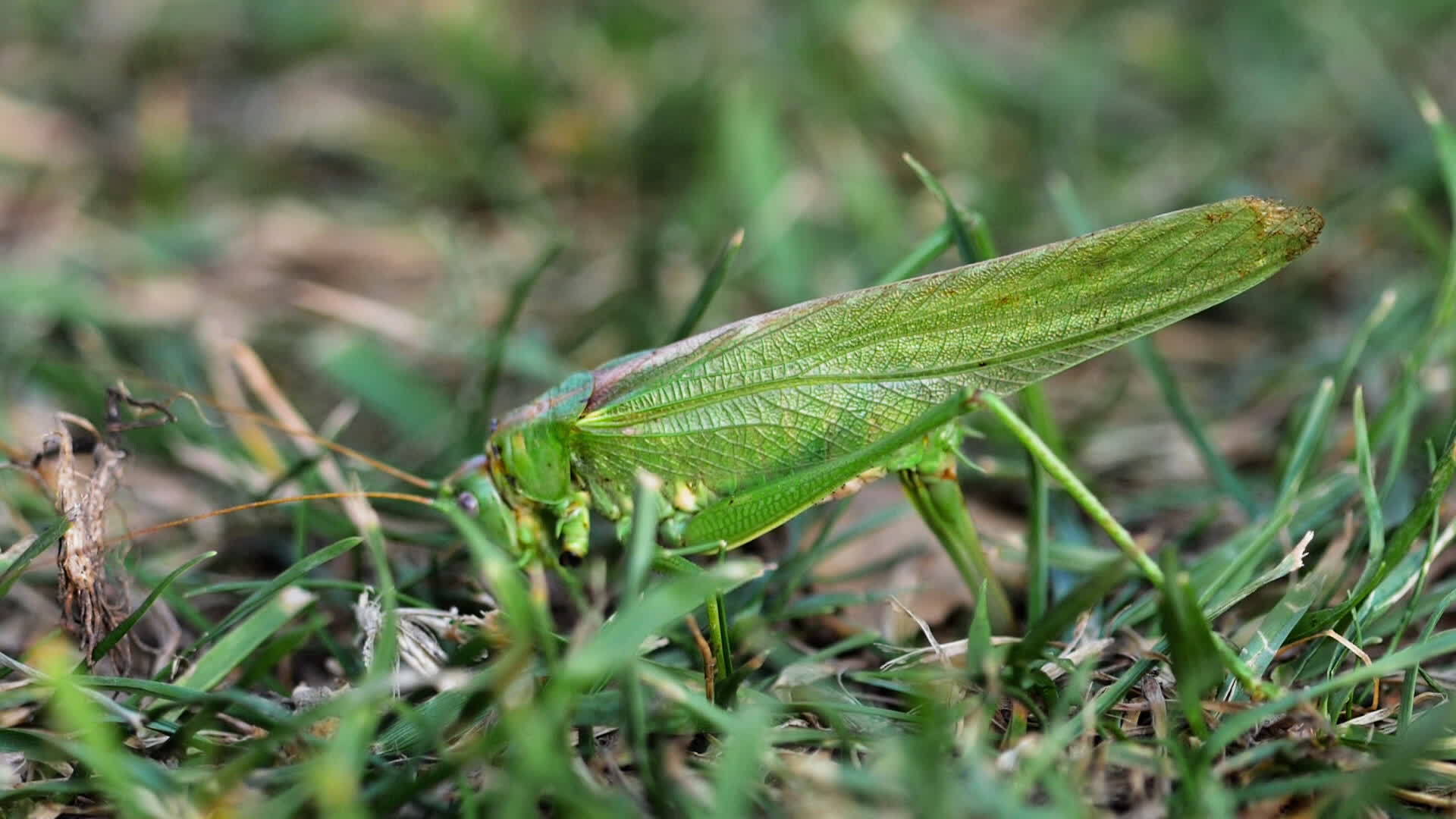 雌性大绿蝗虫产卵视频的预览图