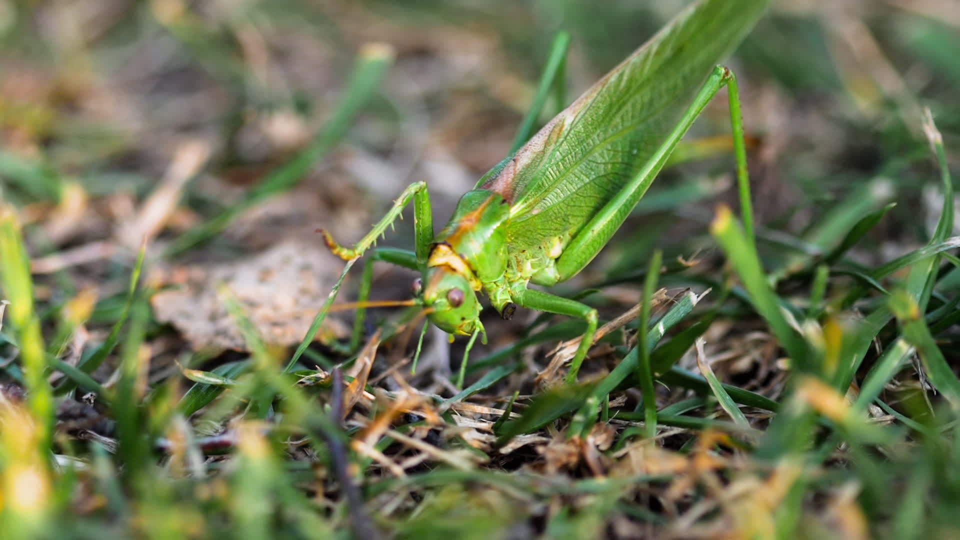 大绿蝗虫产卵视频的预览图