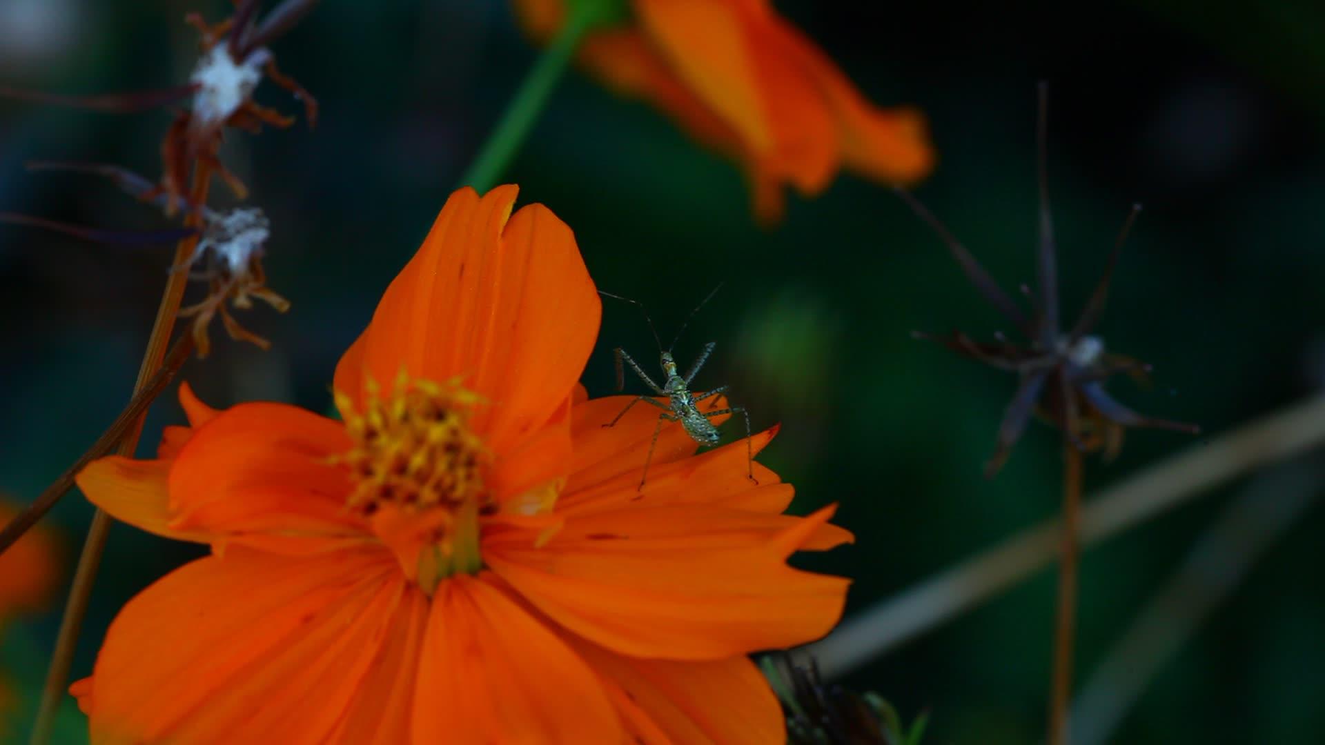 橙色宇宙花上的绿色昆虫视频的预览图