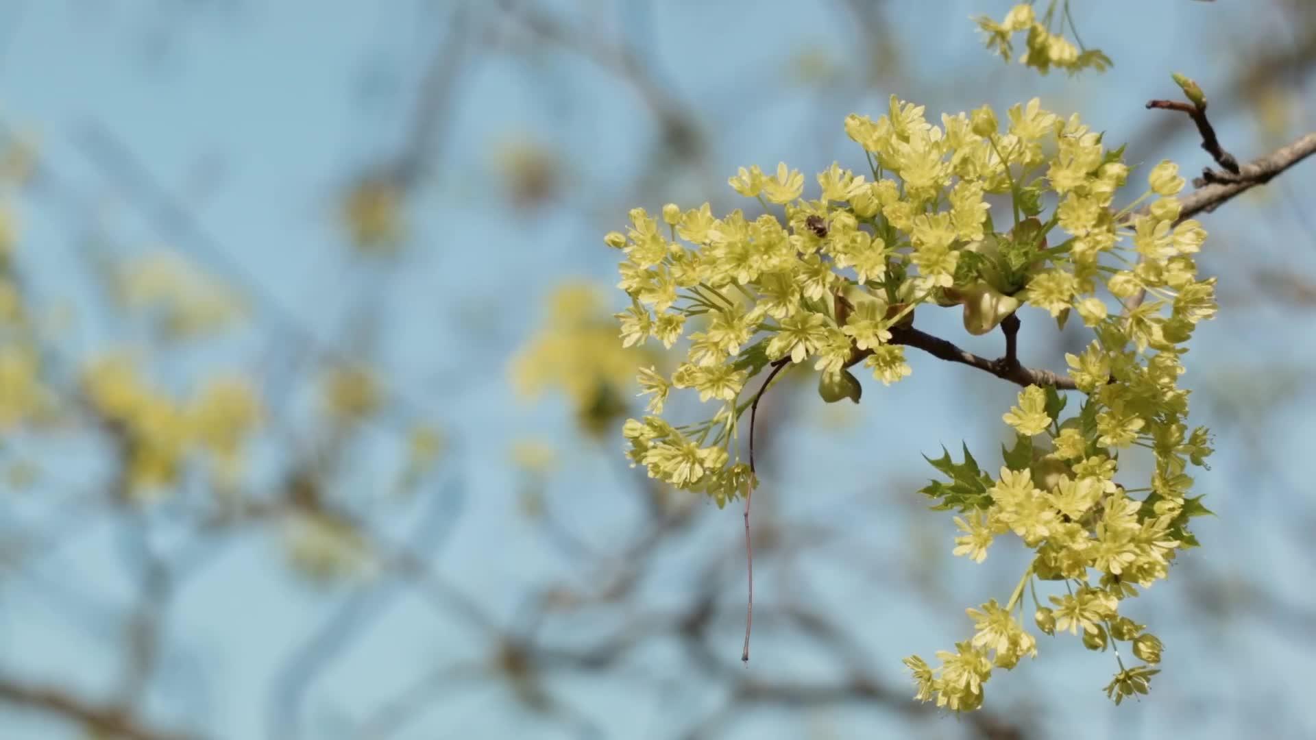 花树的春芽背景模糊视频的预览图