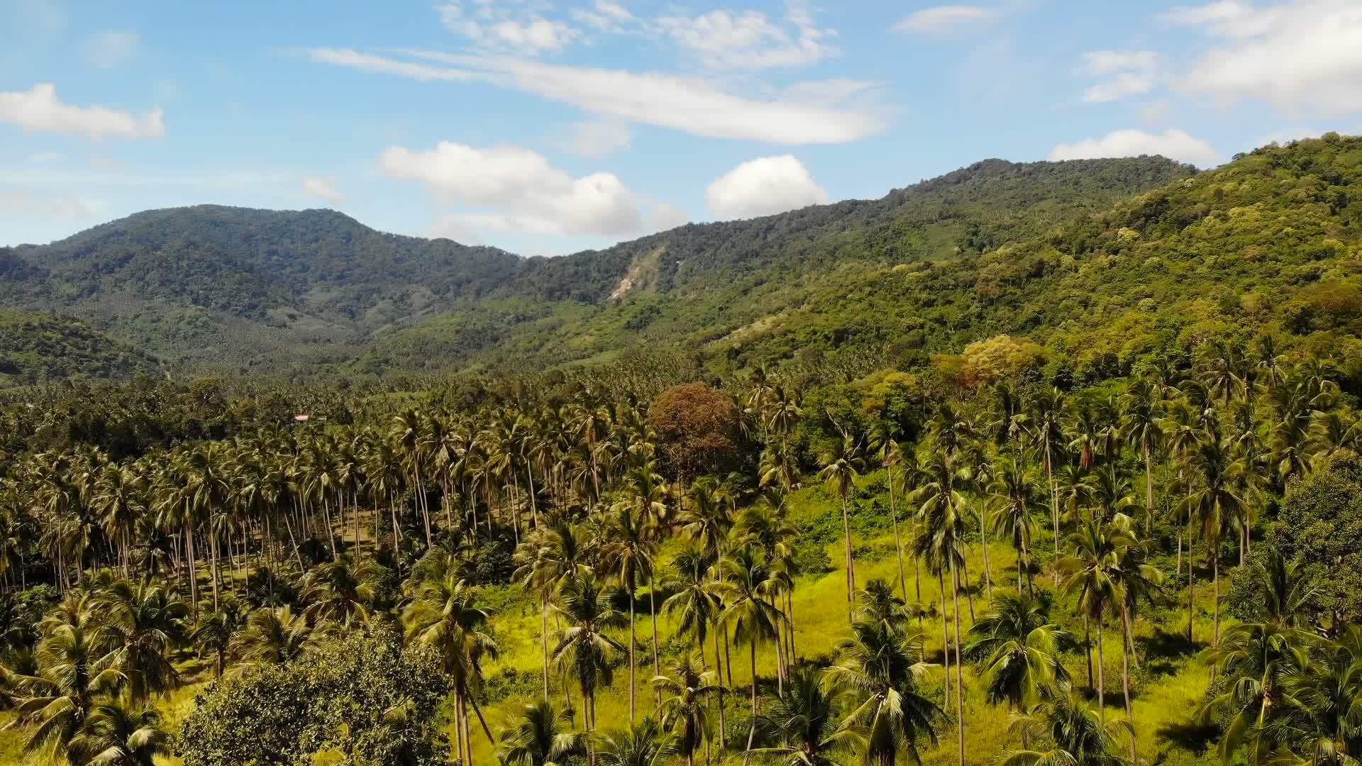 空中无人机查看岛屿景观椰子种植园泰国自然田园诗意视频的预览图