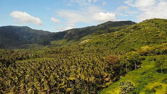 空中无人机查看岛屿景观椰子种植园泰国自然田园诗意视频的预览图