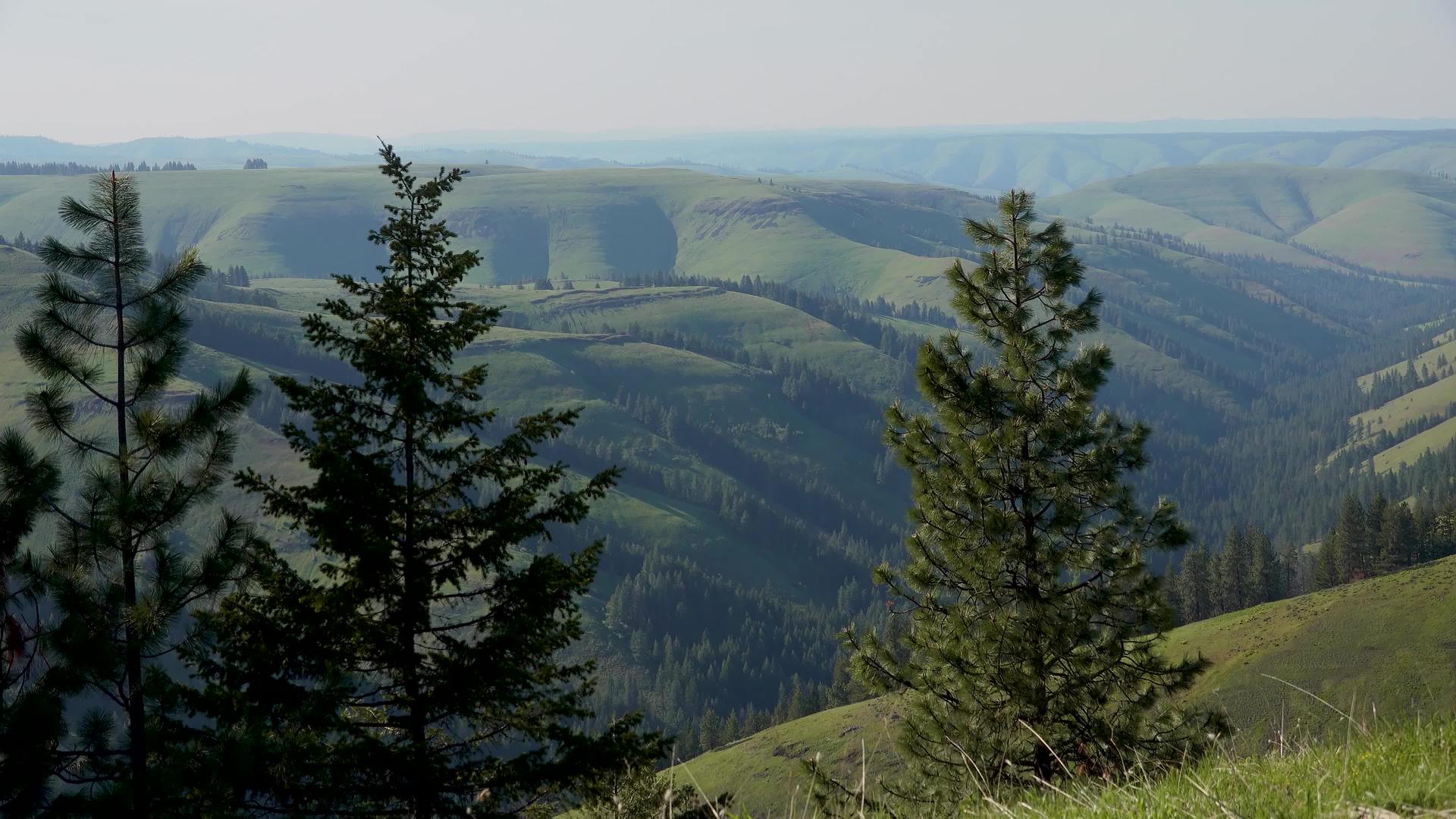 绿山上长满了树木和野生植物矿石视频的预览图