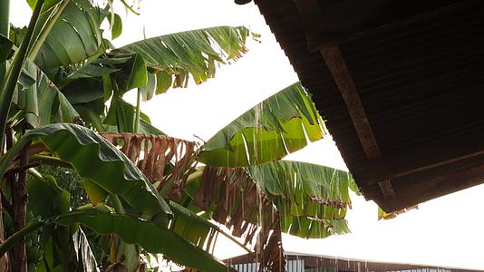 雨水用温和的阳光照亮了4公里的绿色香蕉叶视频的预览图