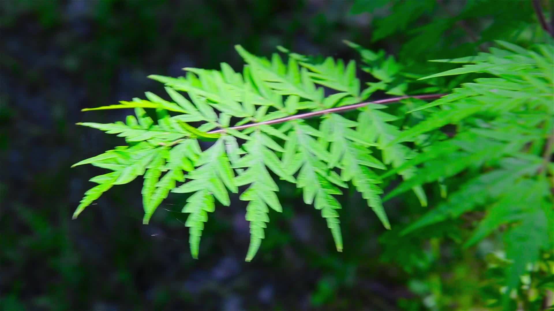 清晨森林绿色植物的一个分支视频的预览图