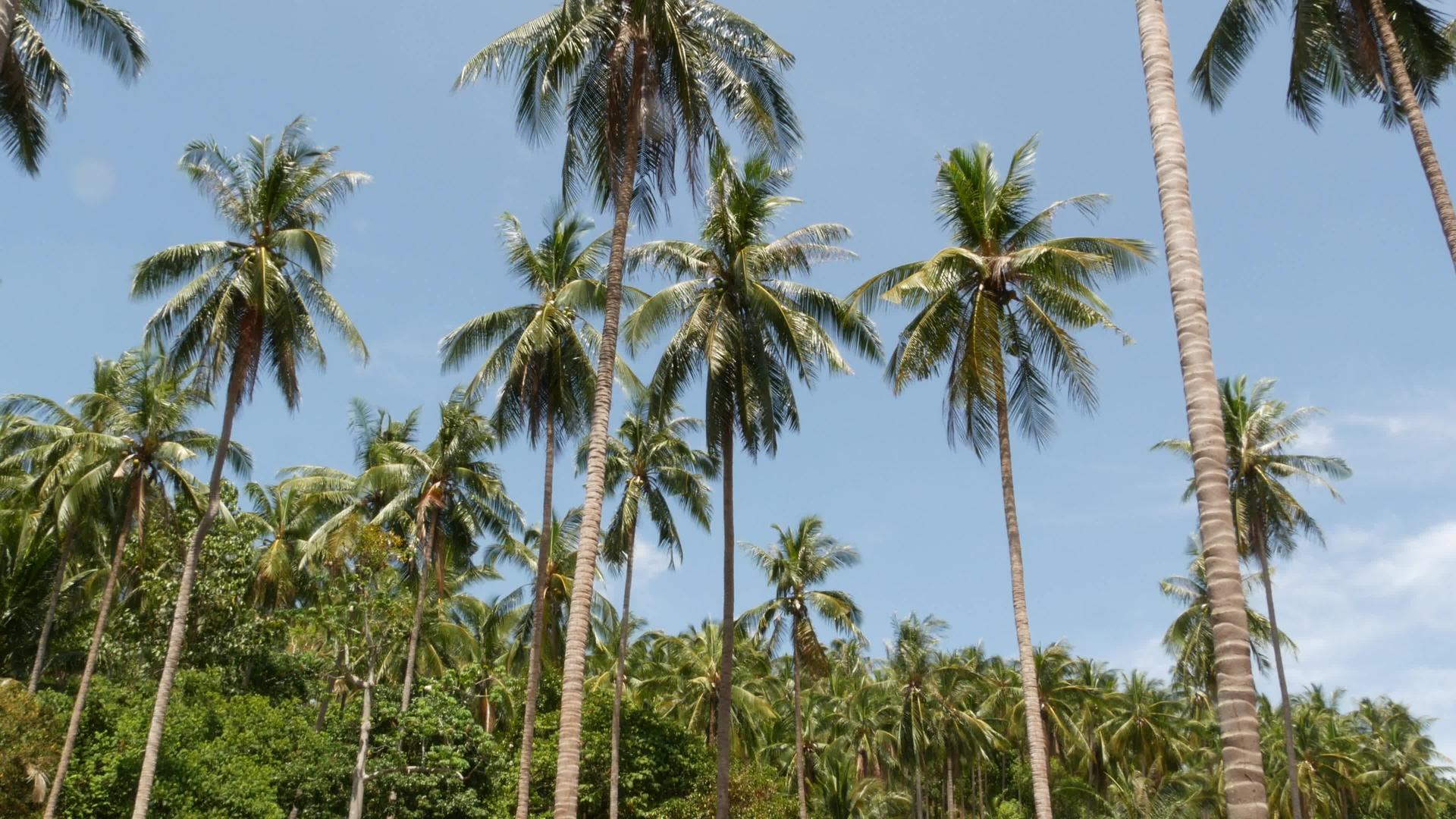 可可椰子树冠反对从地面的蓝天和晴朗的天空中看天堂海岸视频的预览图