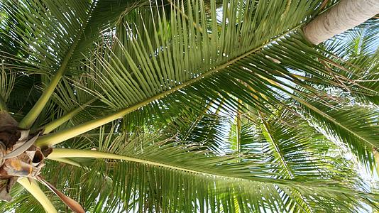 可可椰子树冠反对从地面的蓝天和晴朗的天空中看天堂海岸视频的预览图
