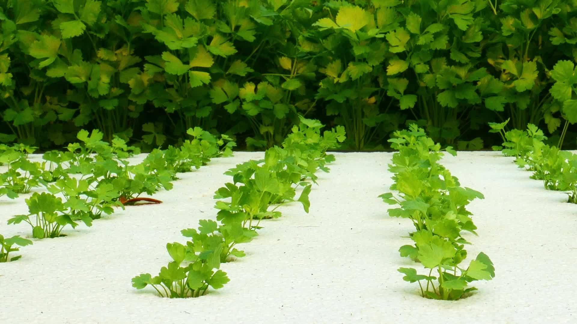 绿色沙拉蔬菜种植在水栽培园视频的预览图