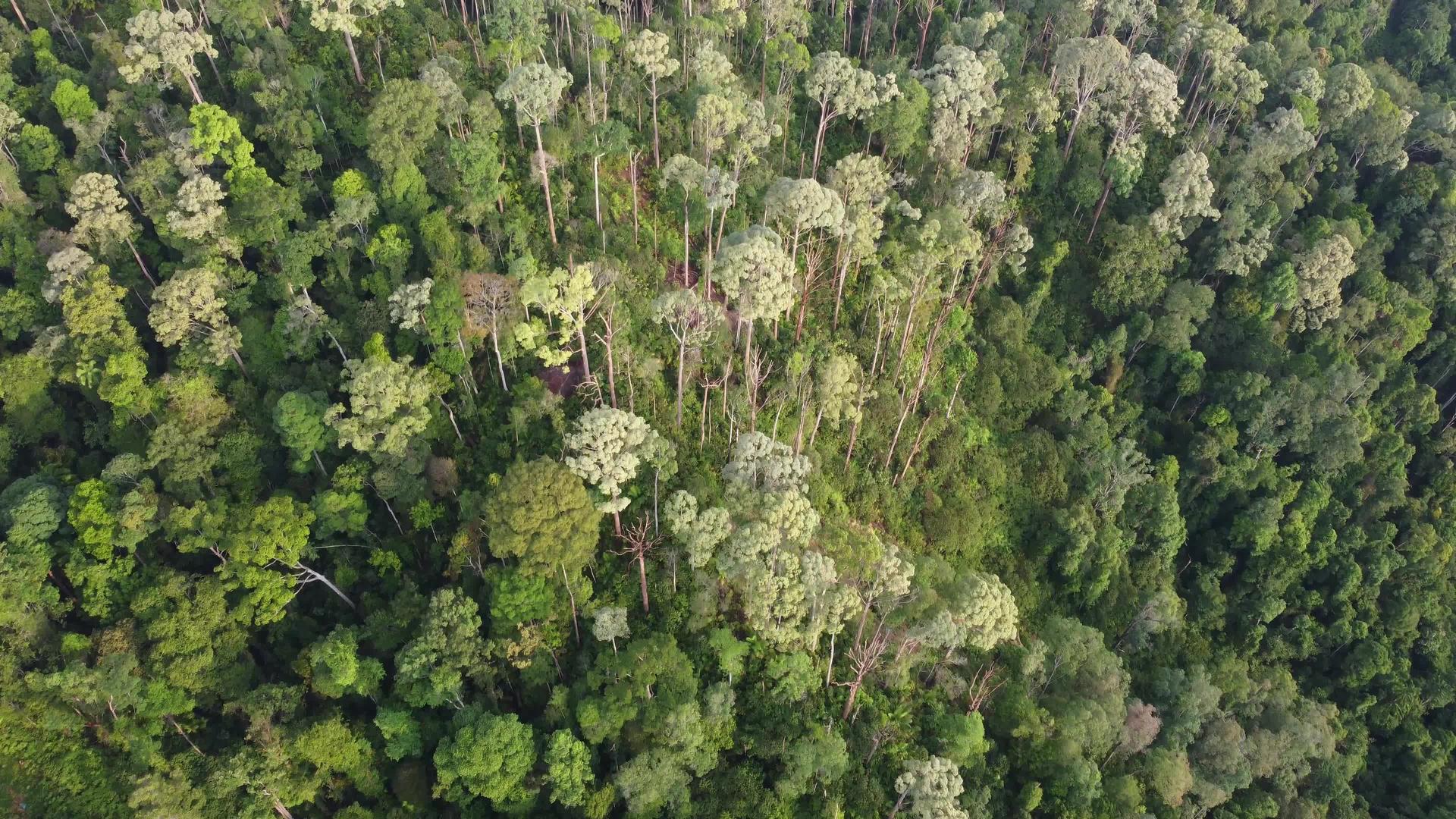 Malaysia观察雨林空气视频的预览图