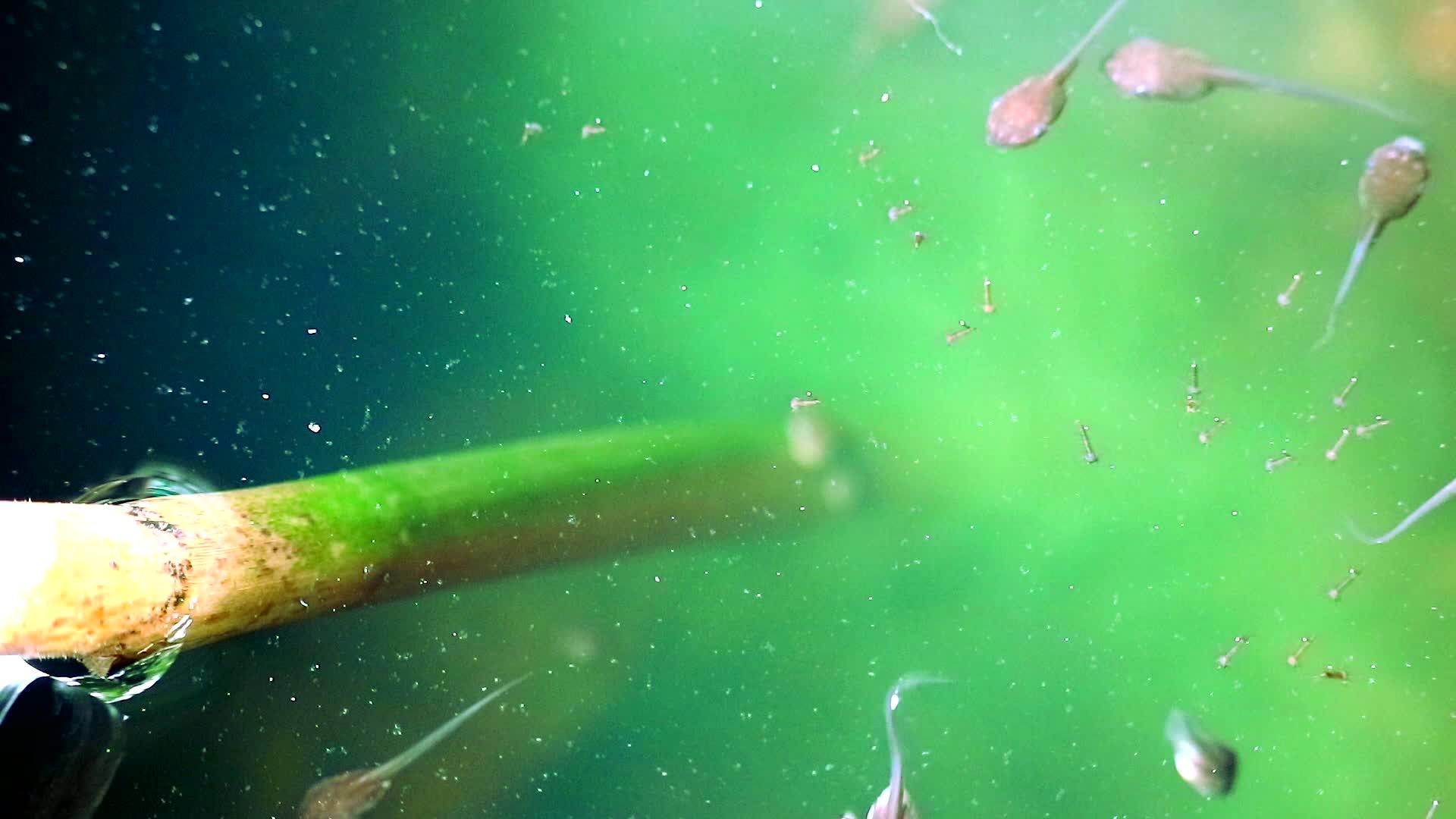 蟾蜍蝌蚪和蚊子幼虫在绿色自然背景中在水中发现任何食物视频的预览图