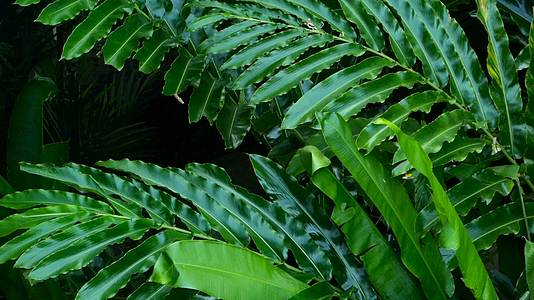 热带丛林雨林雨林风吹着美丽的绿叶视频的预览图