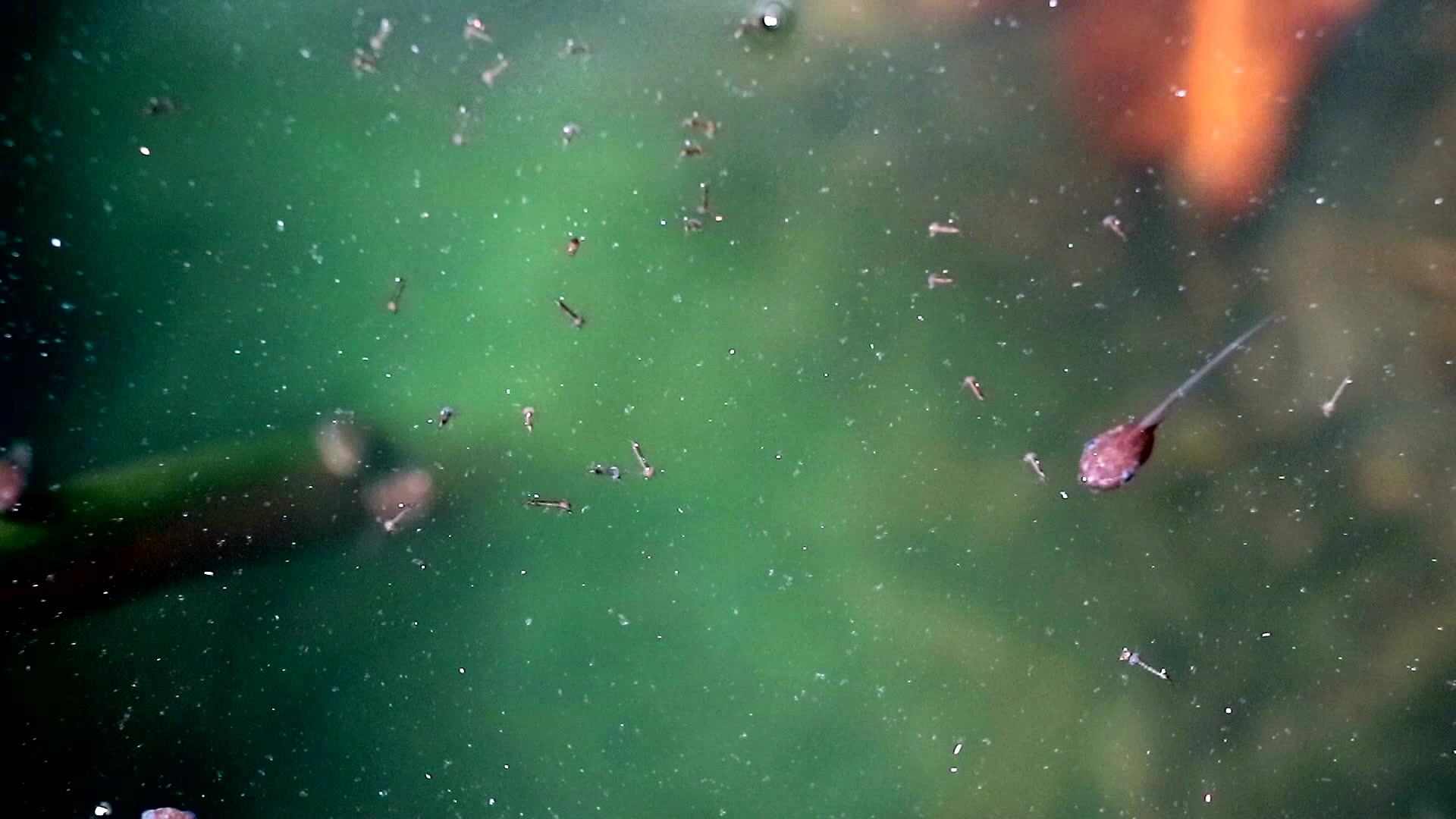 在绿色自然背景中在水中找到任何食物1以绿色为背景视频的预览图