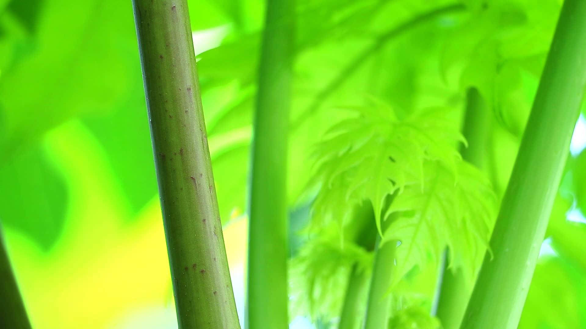 背景背景的木瓜树枝叶和绿叶视频的预览图