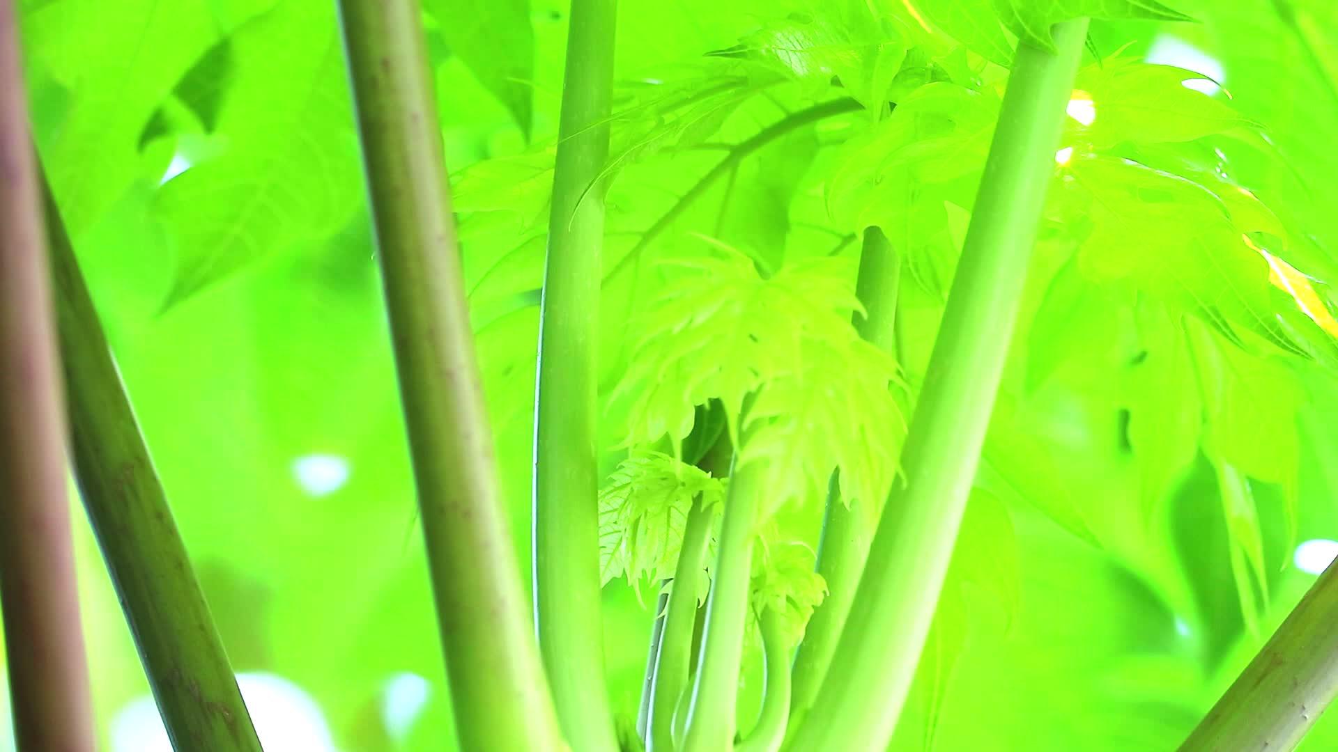 木瓜绿叶和树枝的背景模糊不清视频的预览图
