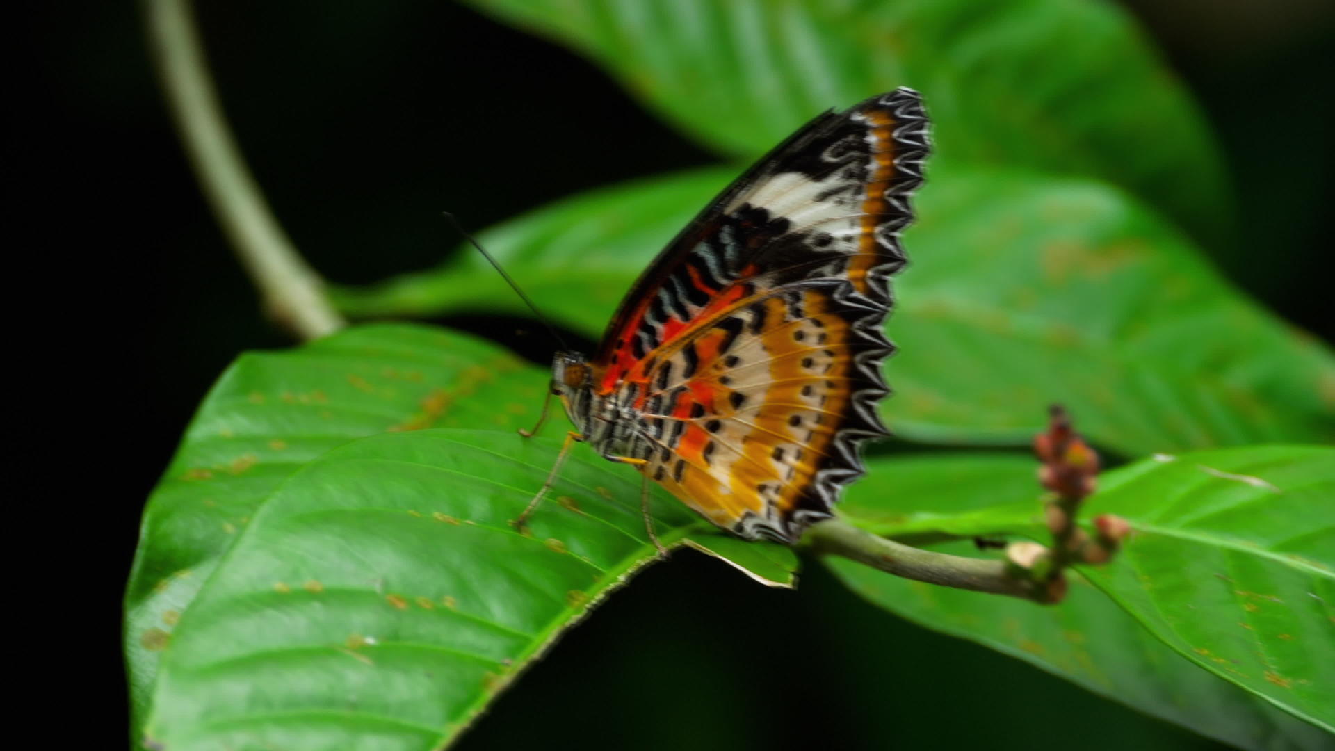 坐在绿叶上的大热带蝴蝶视频的预览图