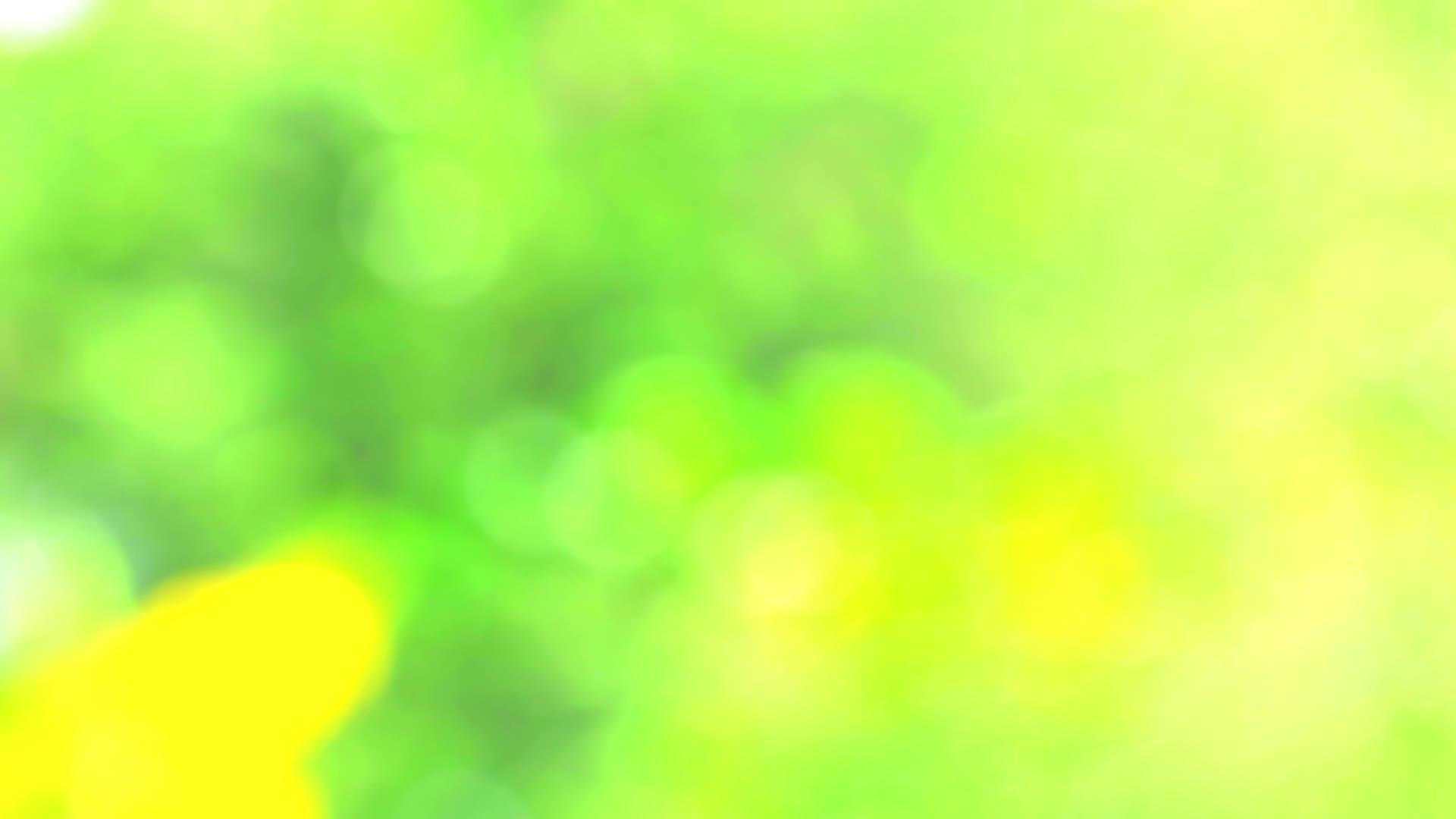 花园背景中抽象的黄色花朵和新鲜的绿叶视频的预览图