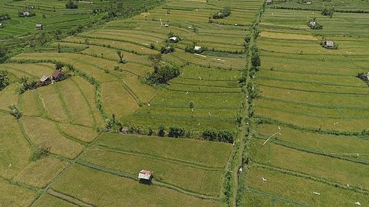 印度的水稻梯田和农业用地视频的预览图